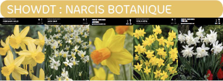 1/2 SHOWDOOS NARCIS BOTANISCH 5*25