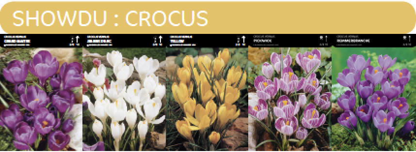 SHOWDOOS CROCUS 5 * 100