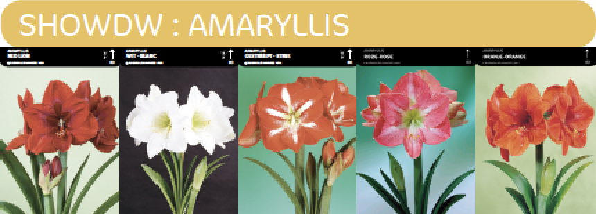 SHOWDOOS AMARYLLIS 5*5