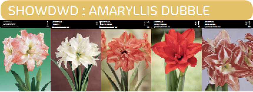 SHOWBOX AMARYLLIS BOUBLE 5*5