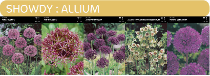 SHOWBOX ALLIUM 5*50