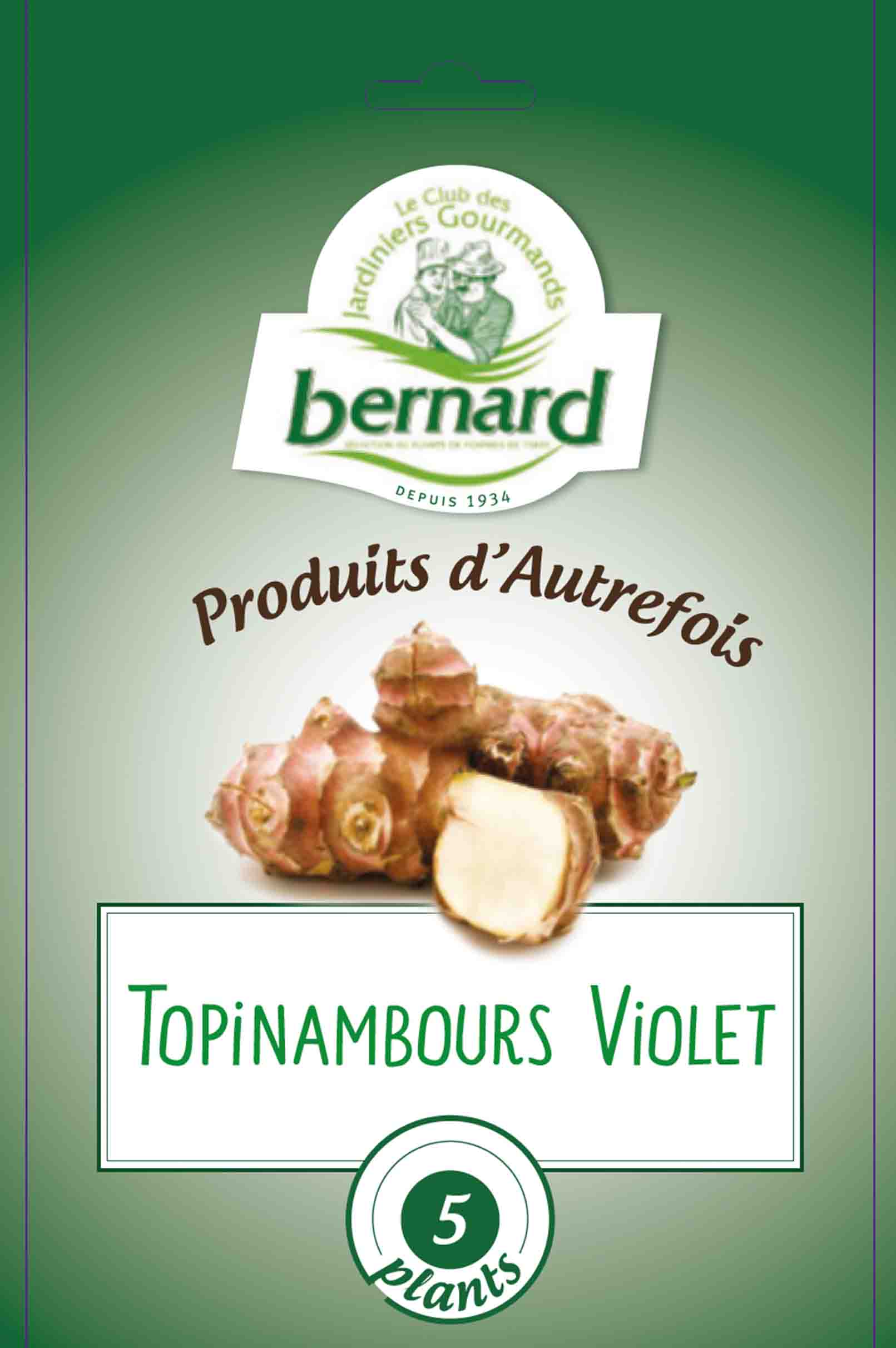 Topinambourg violet - aardpeer 5piÃ¨ces