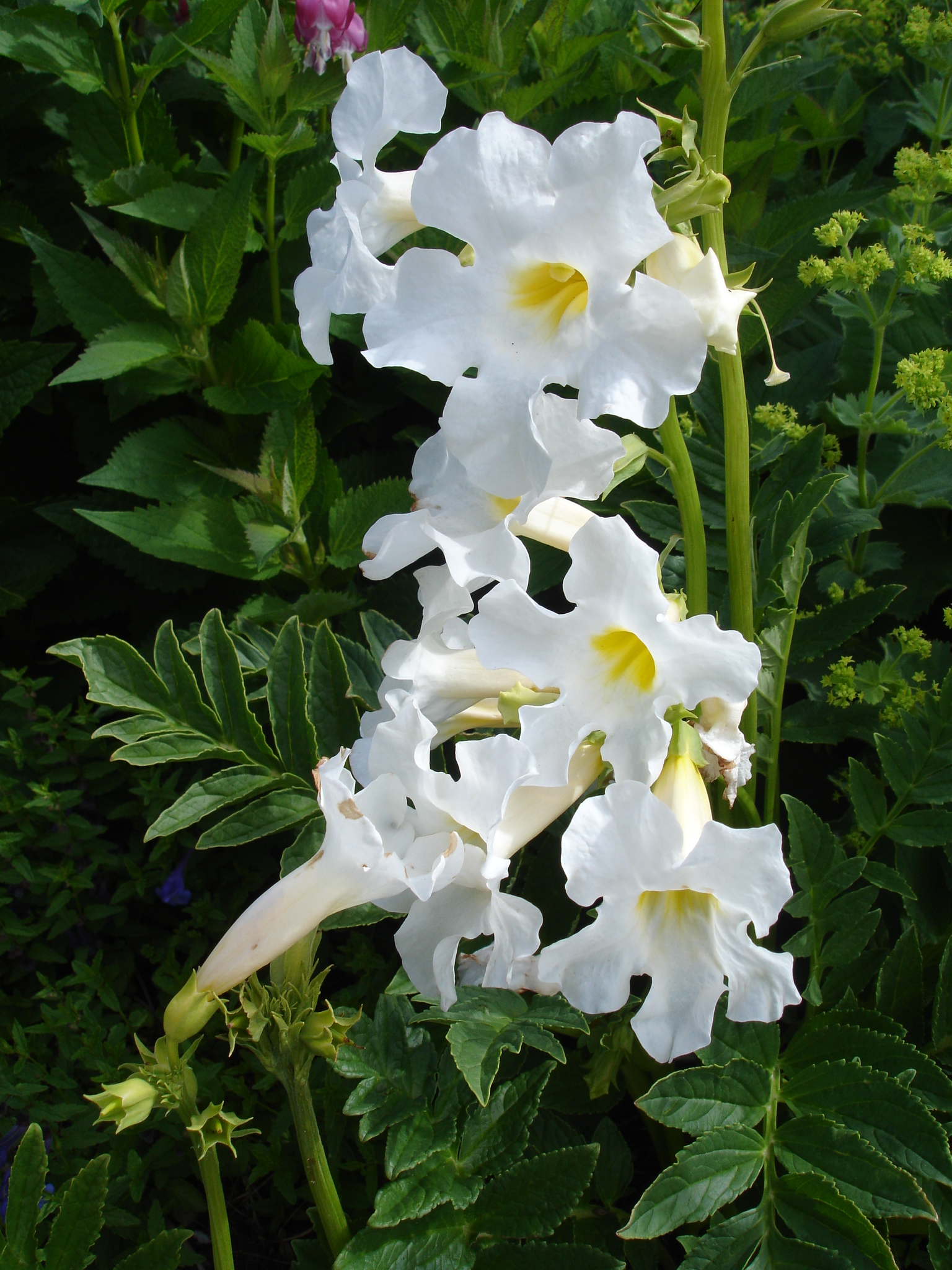 Incarvillea Snowtop