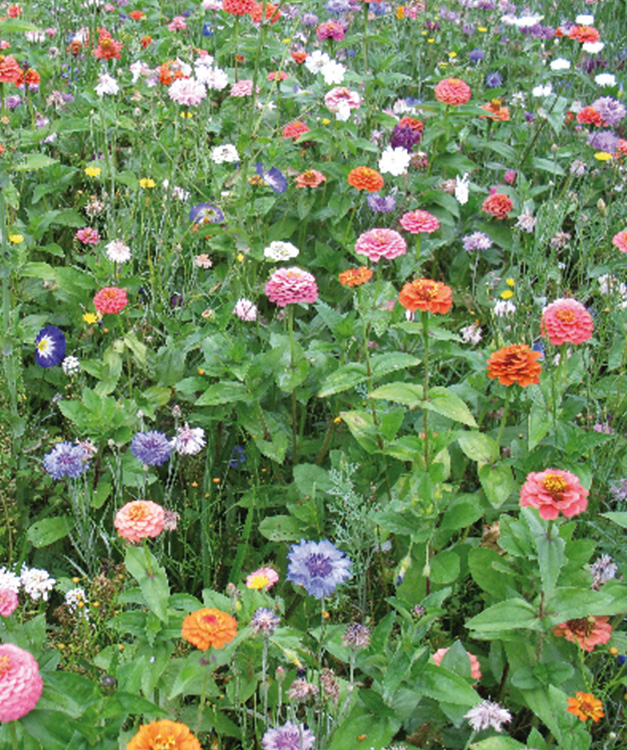 Veldbloemen kort  per 250 gram - eenjarig