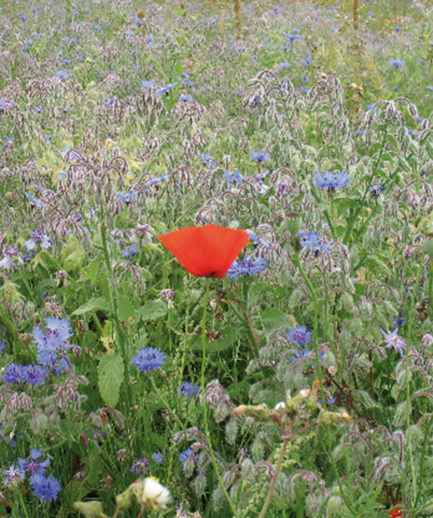 Wildbloemen per kg