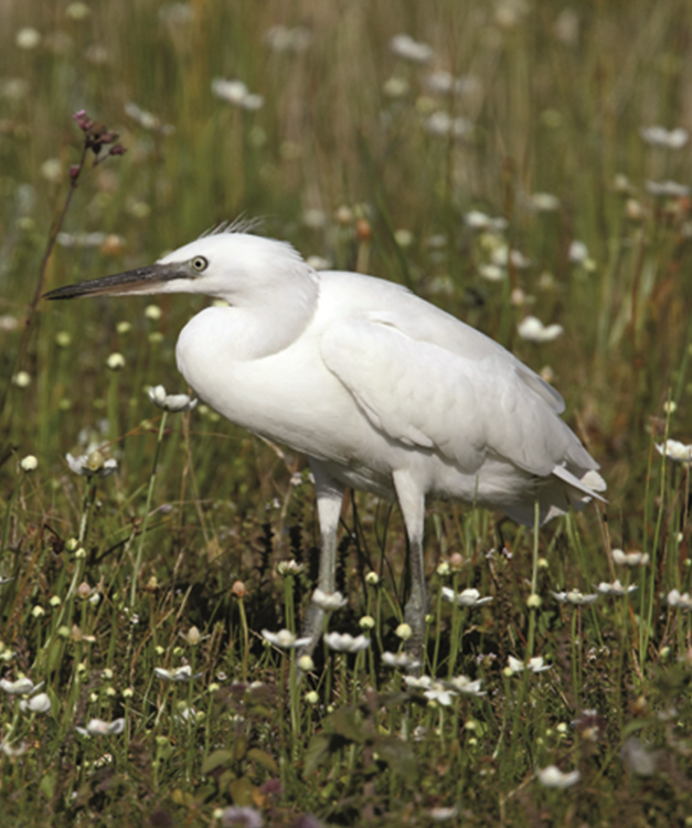 Jachere Faune Sauvage