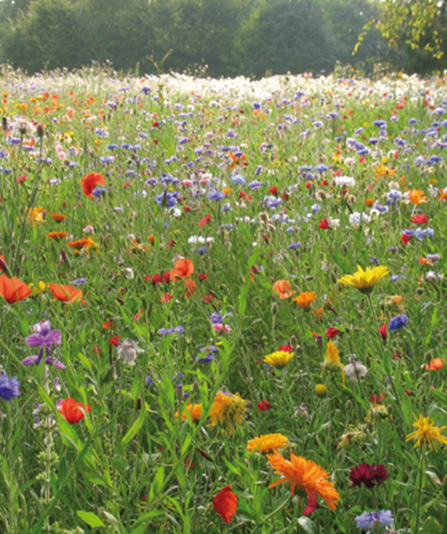 Korte Veldbloemen per kg - meerjarig