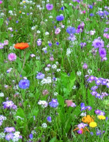 Veldbloemen kort  met grassen per kg