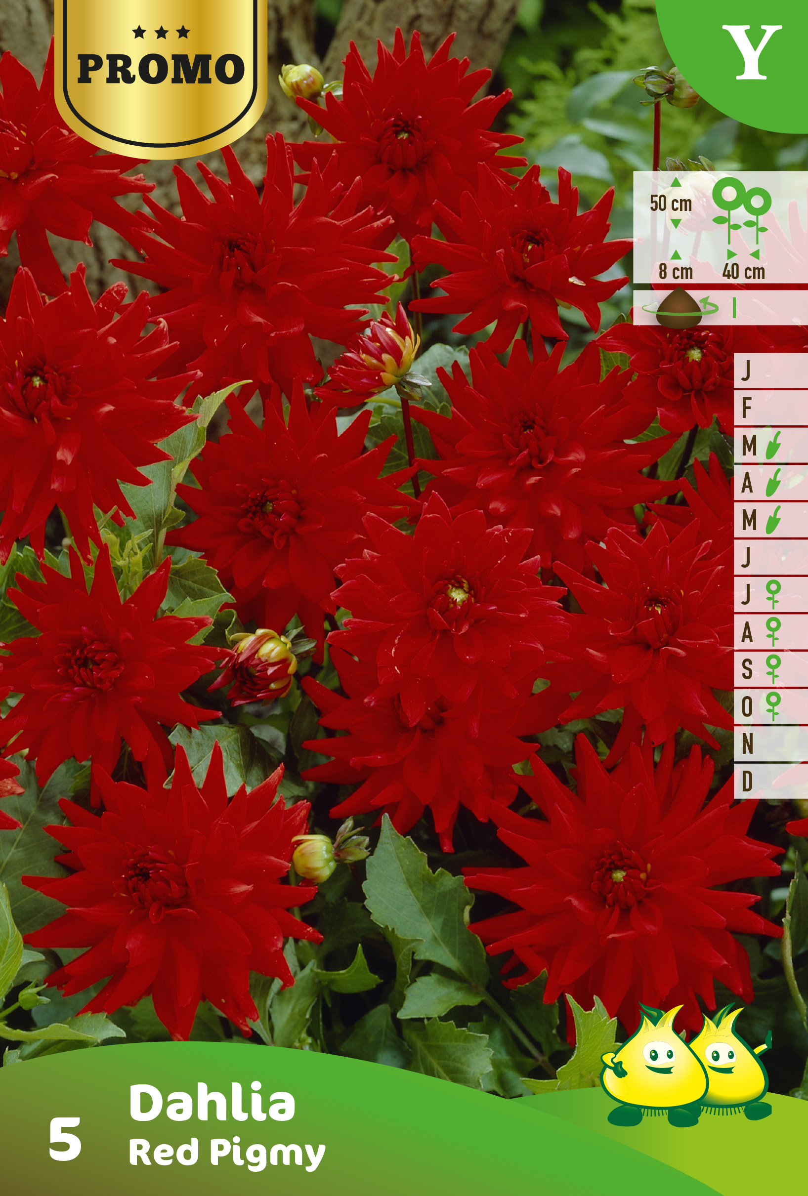 Promobox Dahlia border Cac rouge 15 * 4