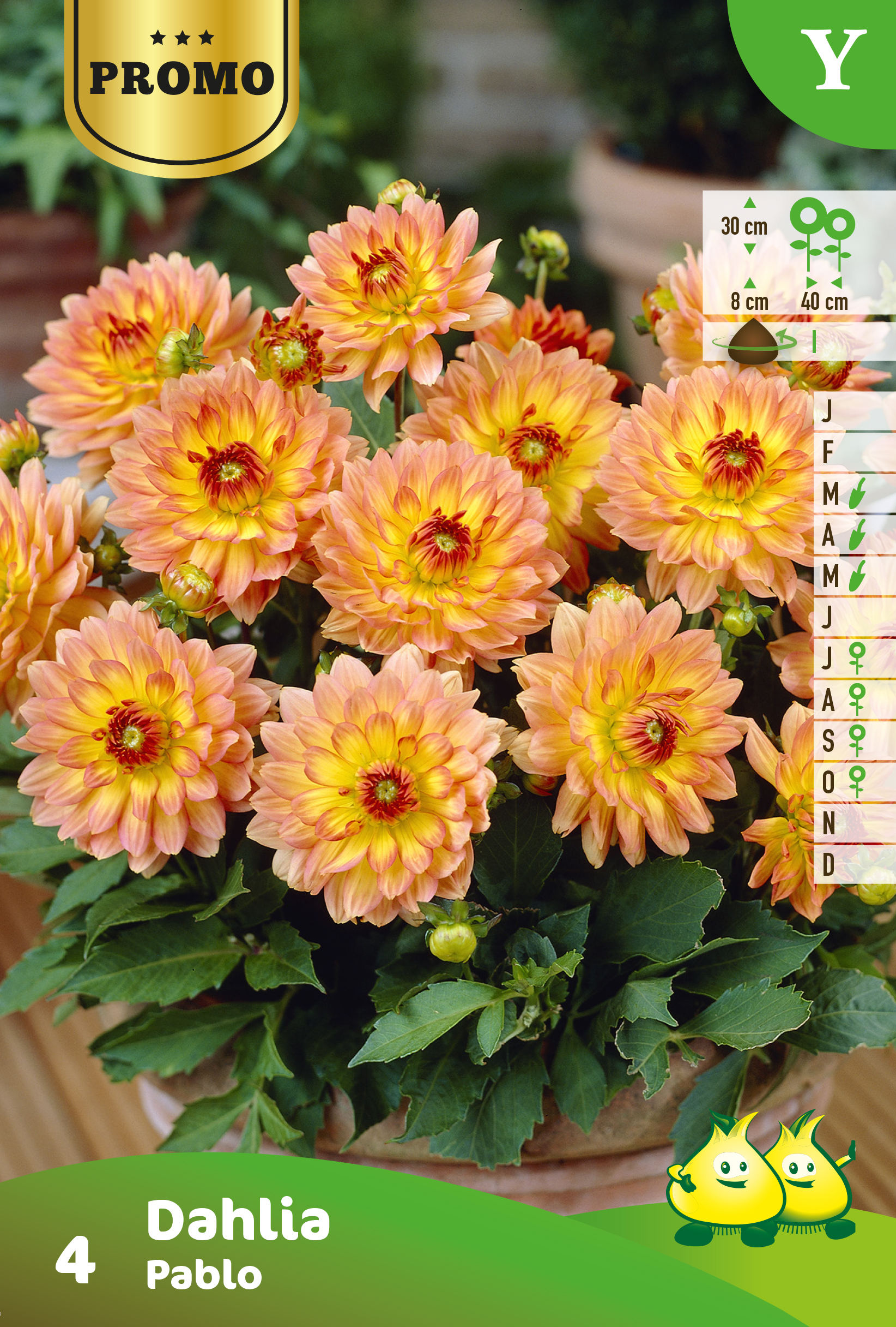 Sachets Dahlia Pablo 4 pieces