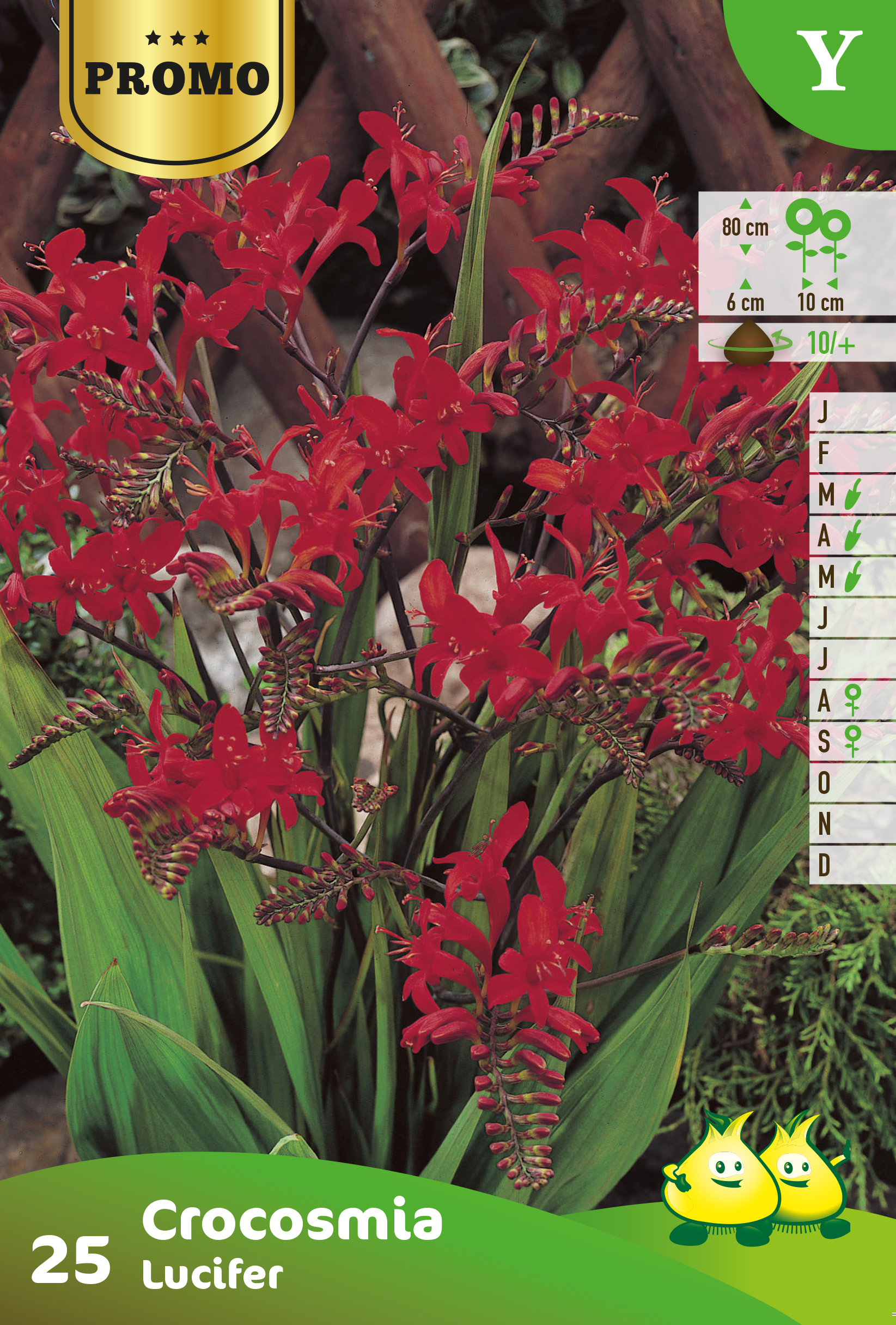 Zakjes Crocosmias Lucifer 25 st