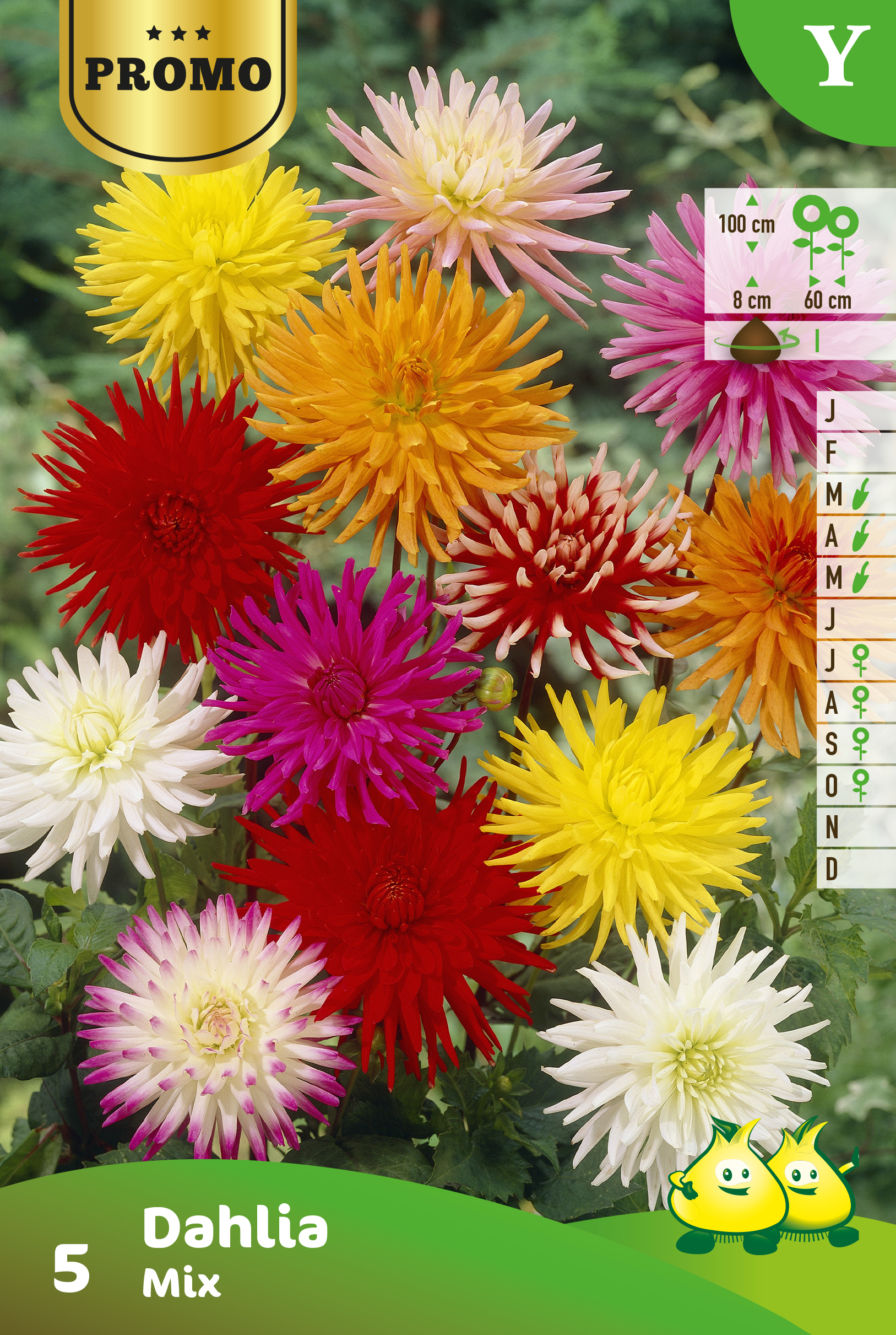 Promobox Dahlia Cactus mix 15 * 4