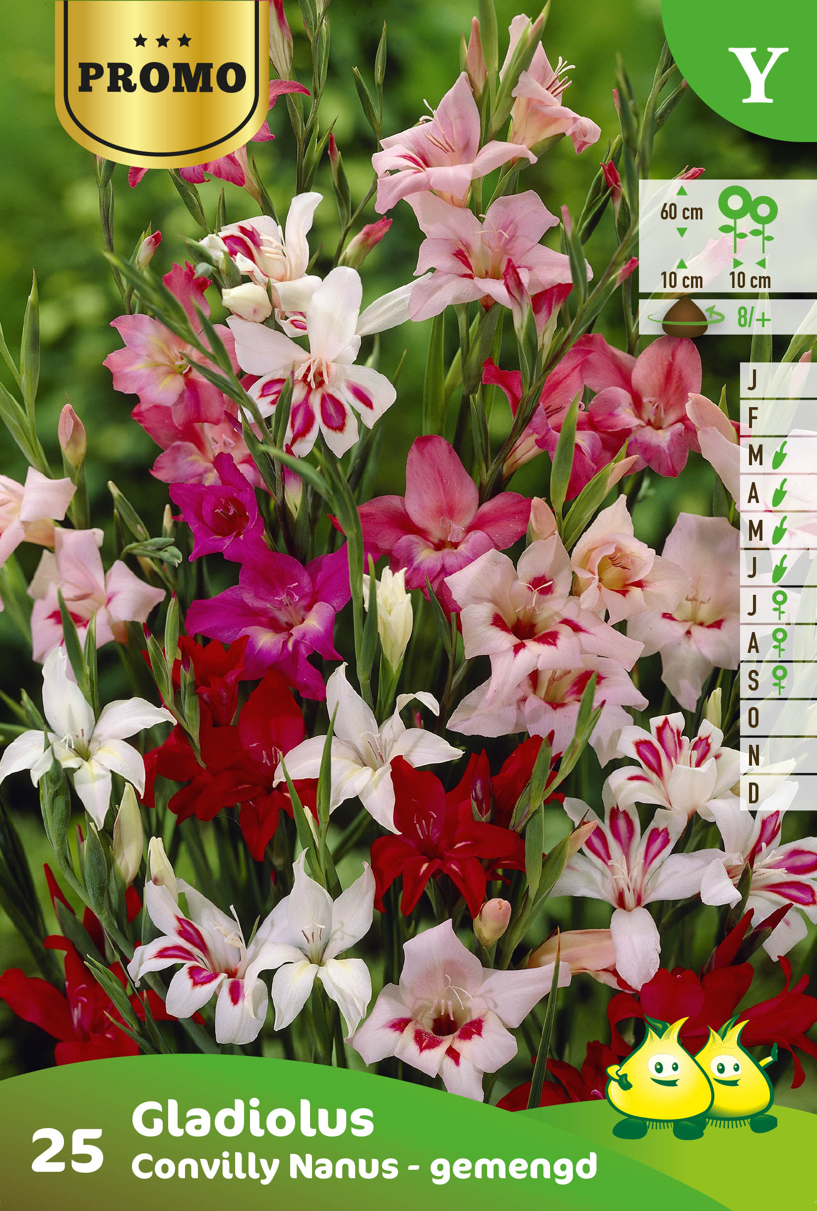 Sachets Glaieuls Convuilly mix 25 bollen