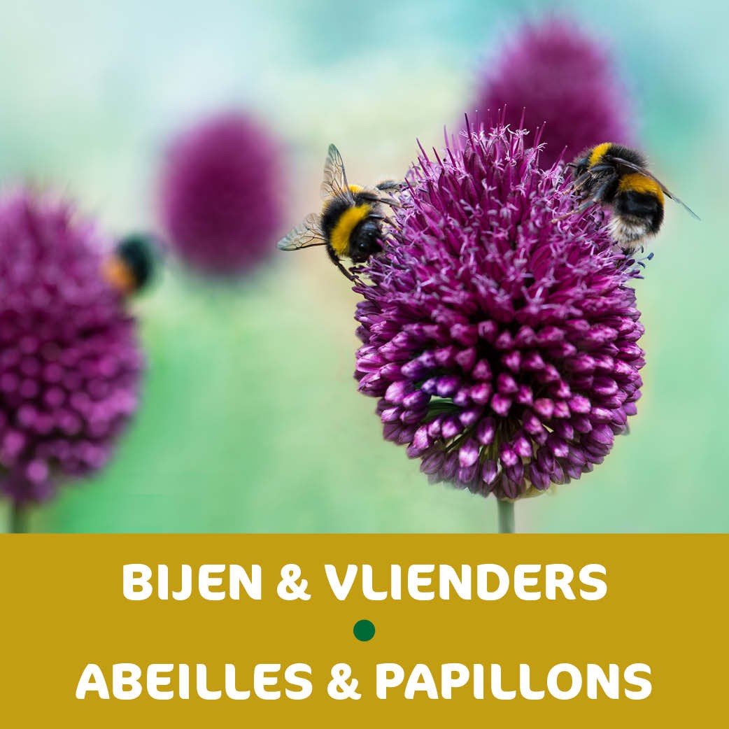 REASSORT 15*5 sachets instagram Abeilles et Papillons