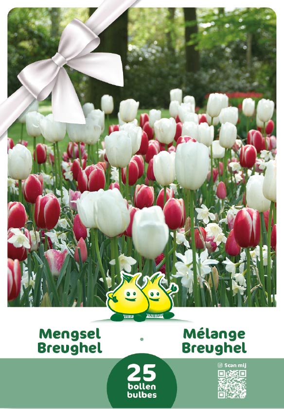 EMBALLAGE CADEAU MELANGE BREUGHEL 25 BULBES