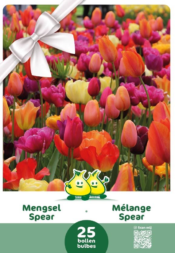 EMBALLAGE CADEAU MELANGE SPEAR 25 BULBES - kopie