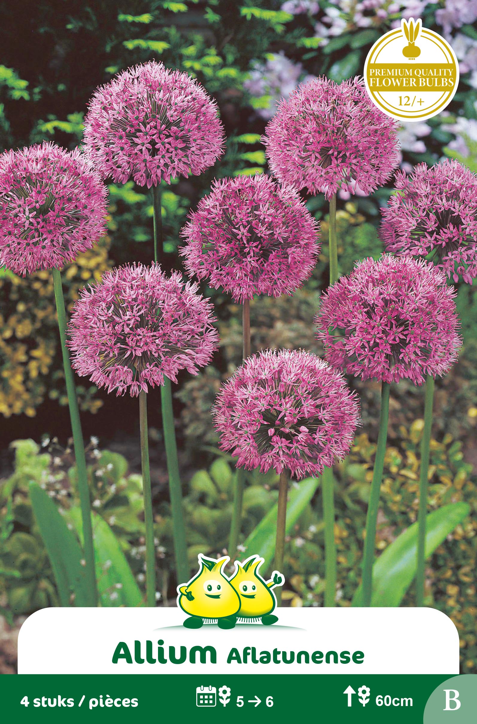 SACHET ALLIUM AFLATUNENSE B