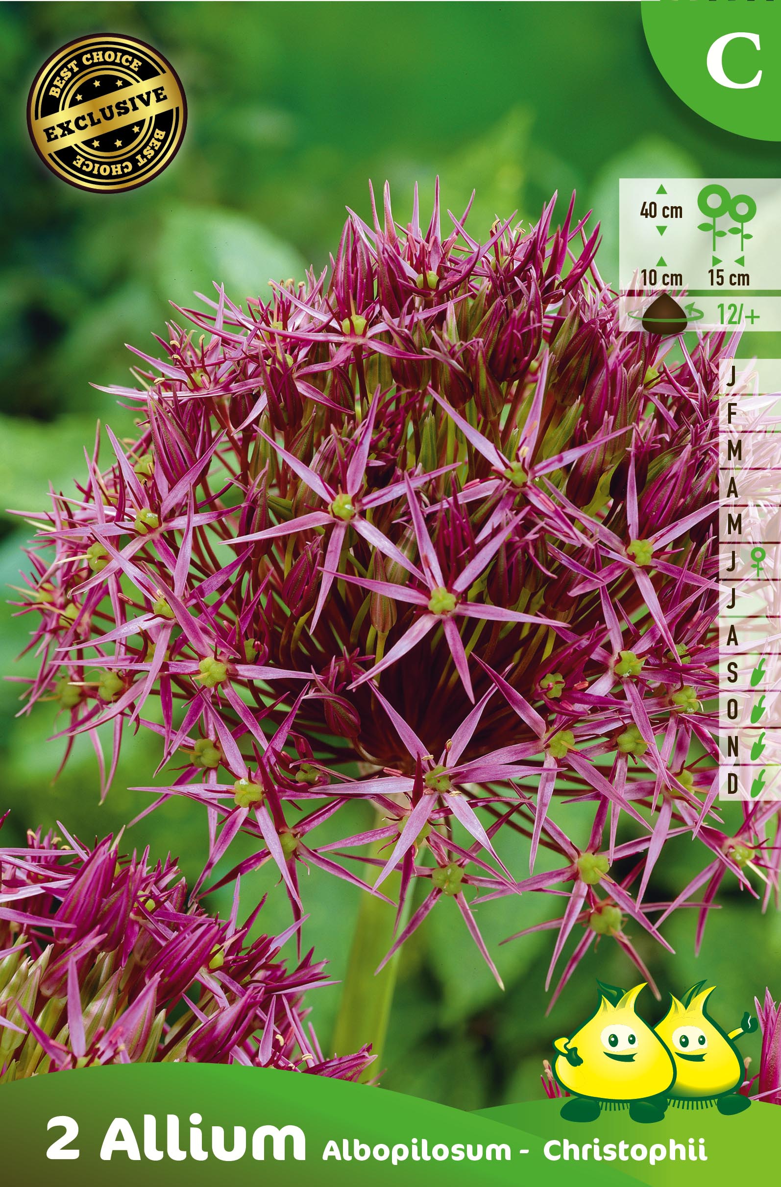 SACHET ALLIUM ALBOPILOSUM - CHRISTOFFII C