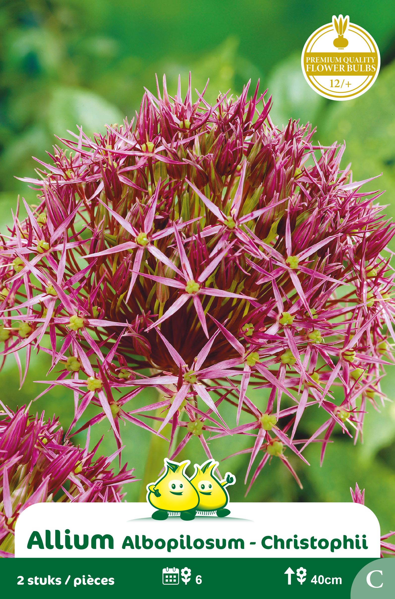 SACHET ALLIUM ALBOPILOSUM - CHRISTOFFII C
