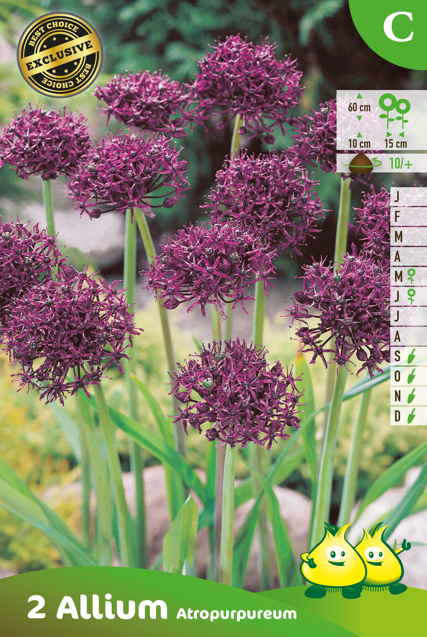 SACHET ALLIUM ATROPURPUREUM C