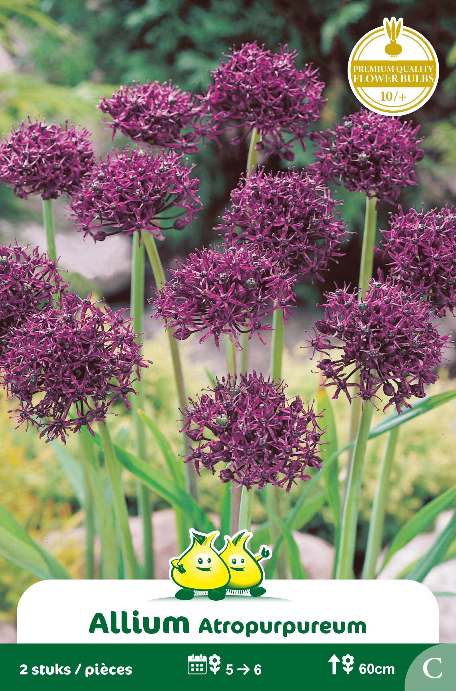 ZAKJES ALLIUM ATROPURPUREUM C