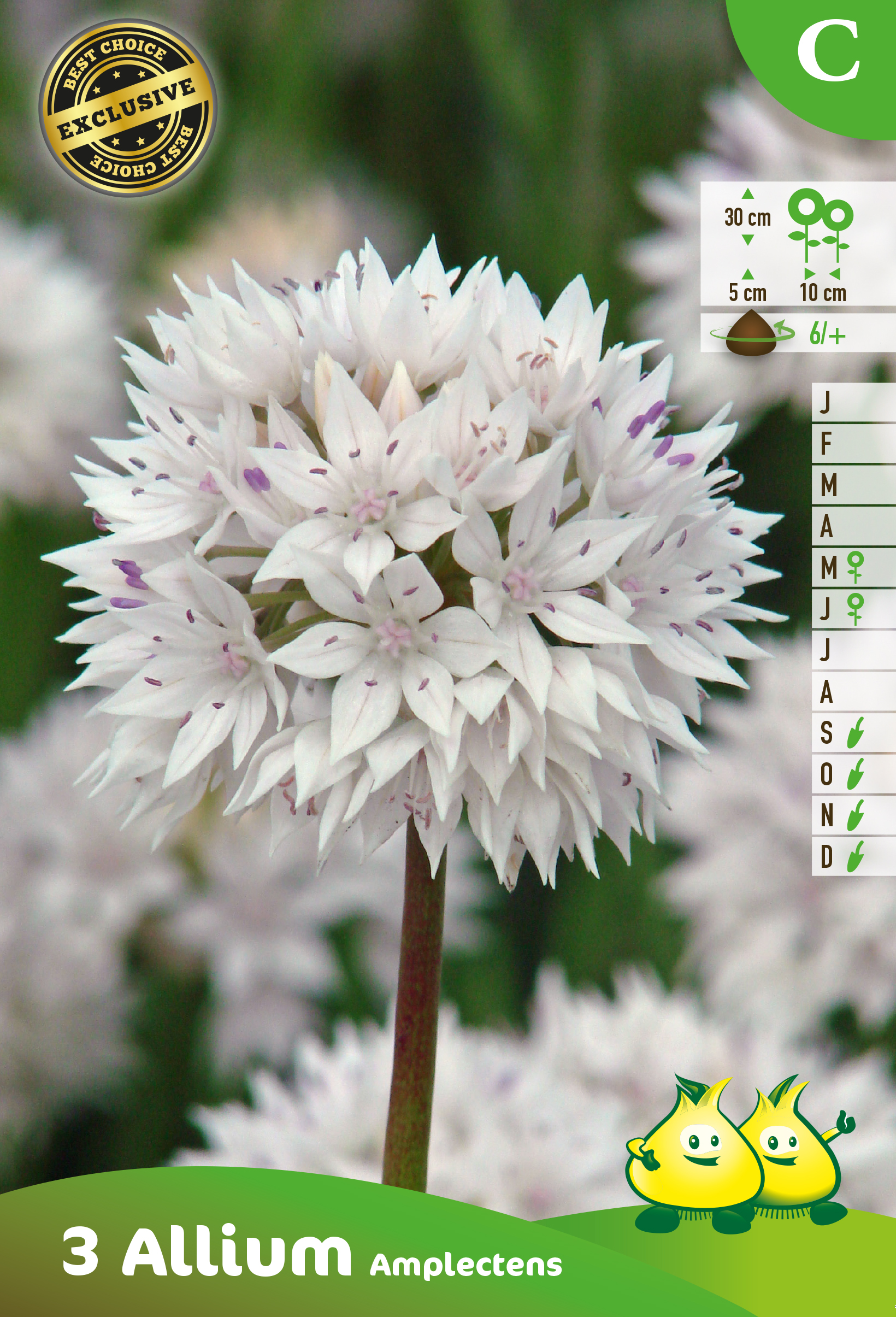 SACHET ALLIUM AMPLECTENS GRACEFULL BEAUTY C