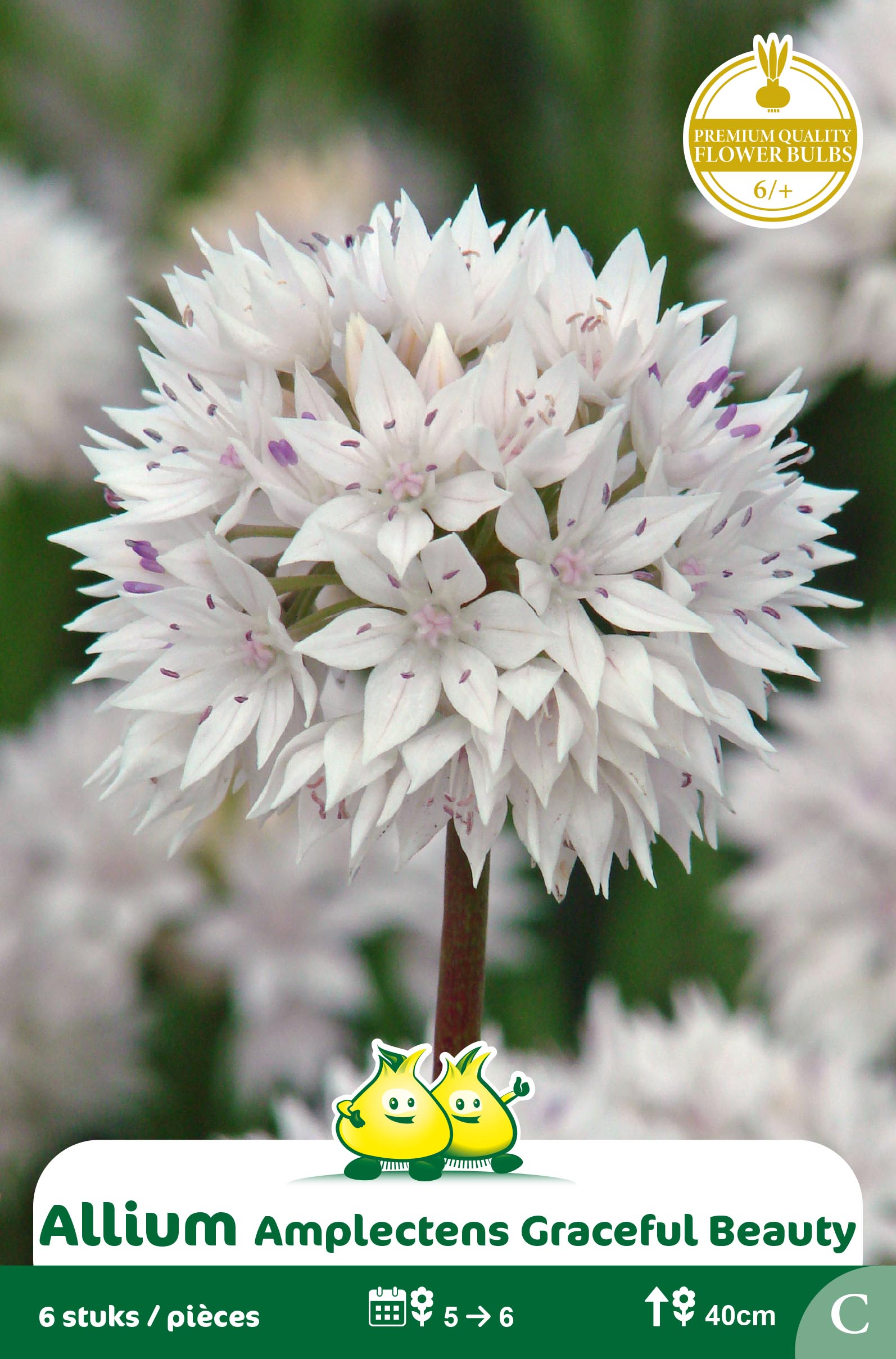 ZAKJES ALLIUM AMPLECTENS GRACEFULL BEAUTY C