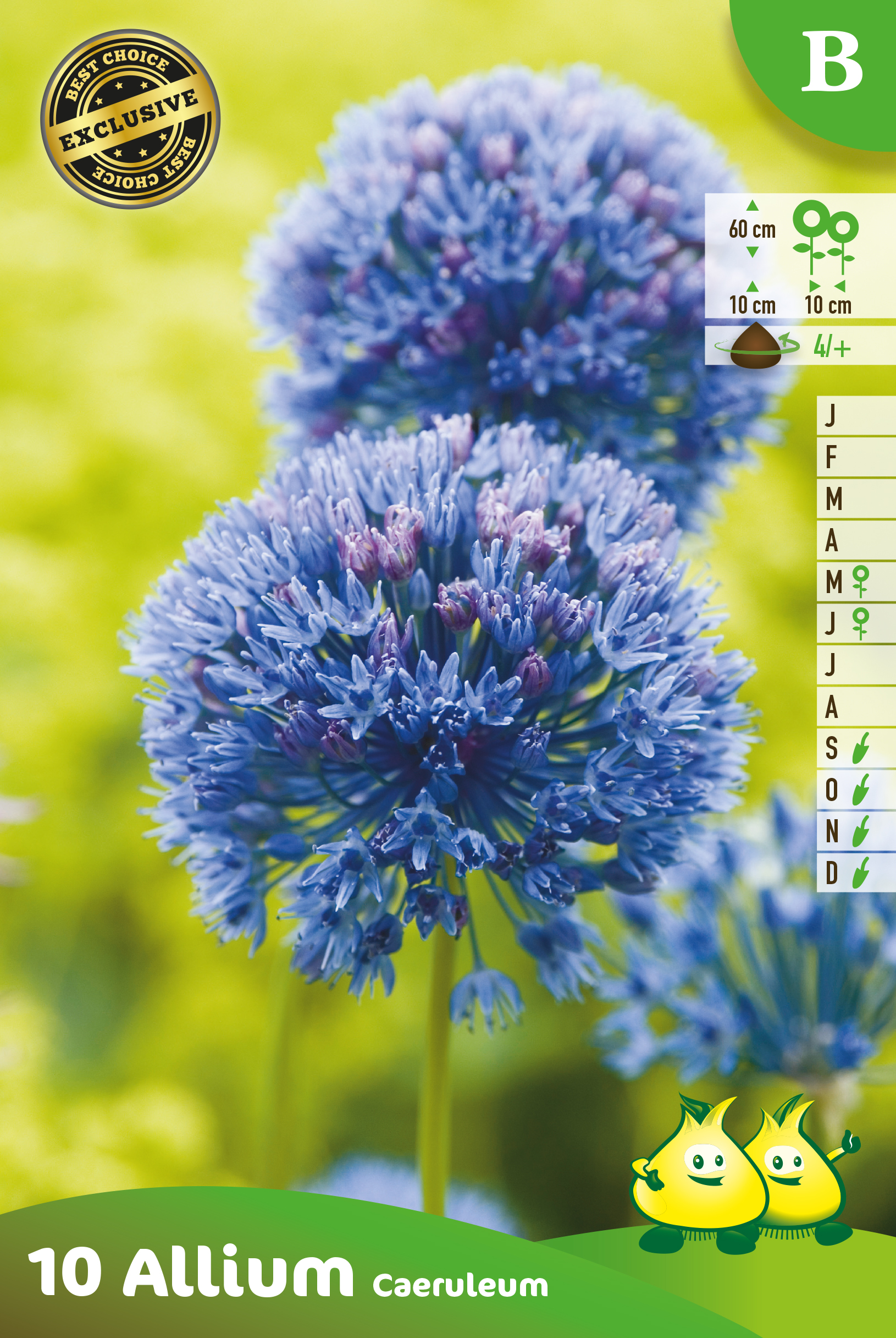 SACHET ALLIUM CAERULEUM B