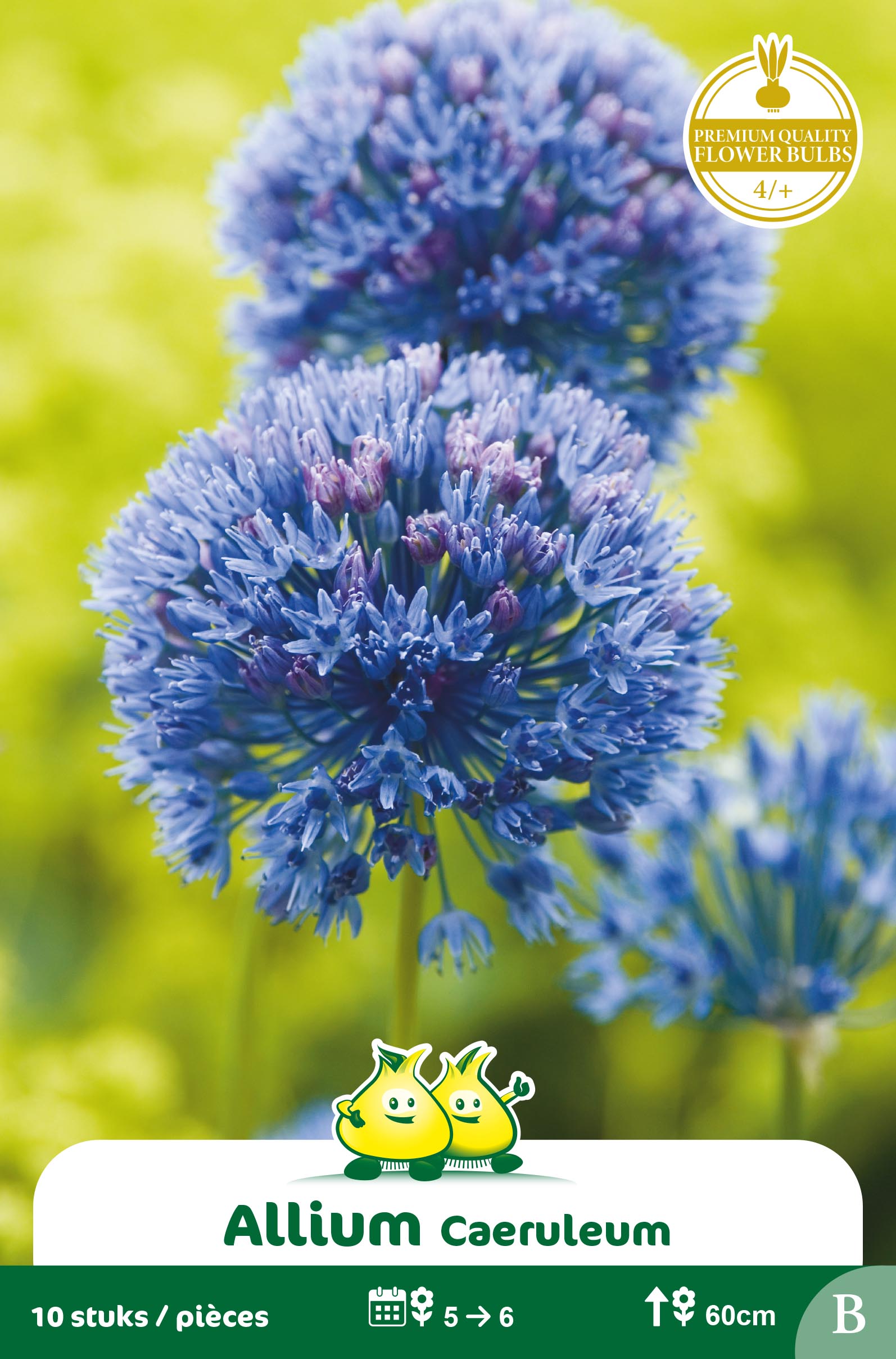 SACHET ALLIUM CAERULEUM B