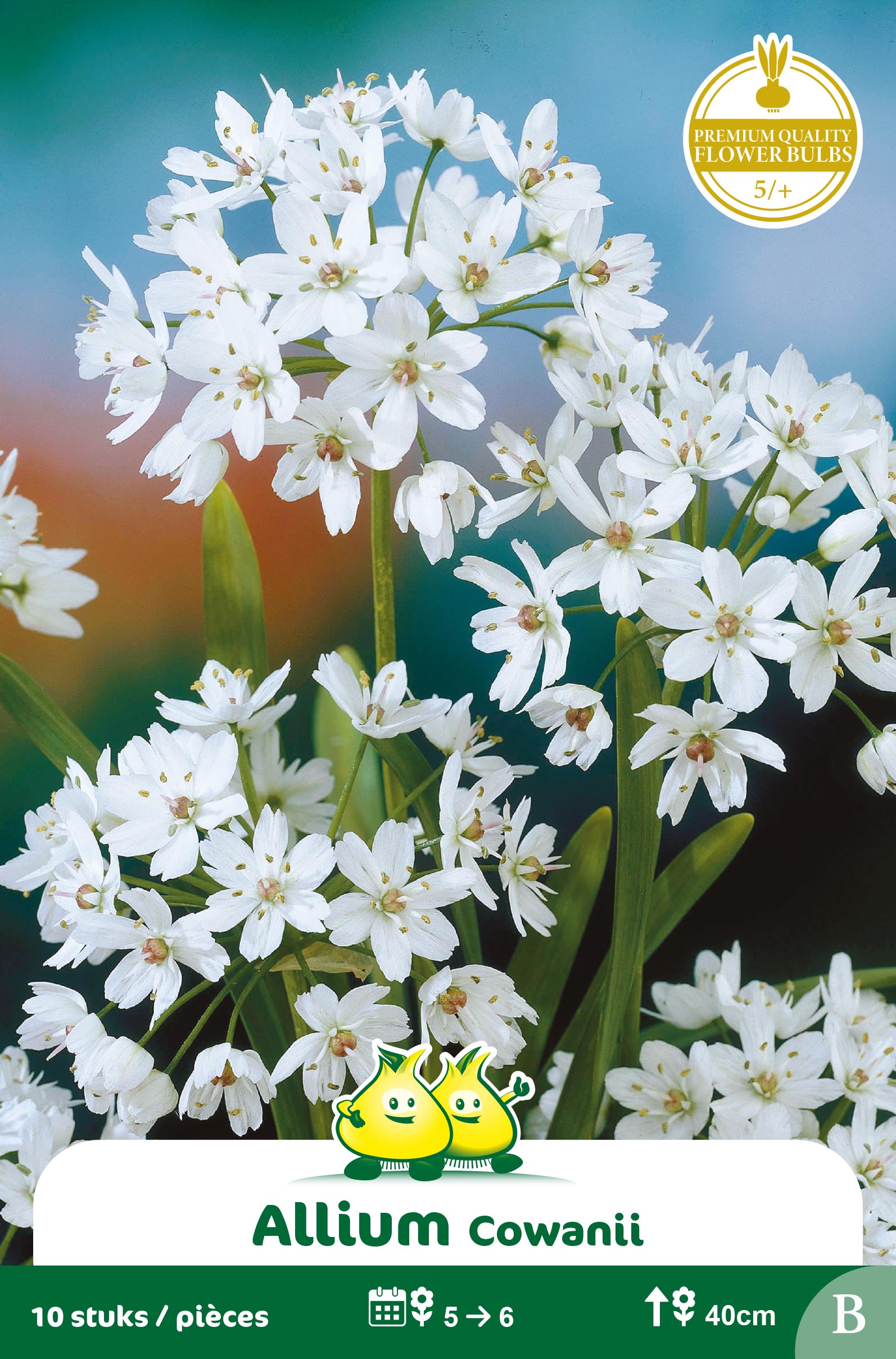 ZAKJES ALLIUM COWANII B