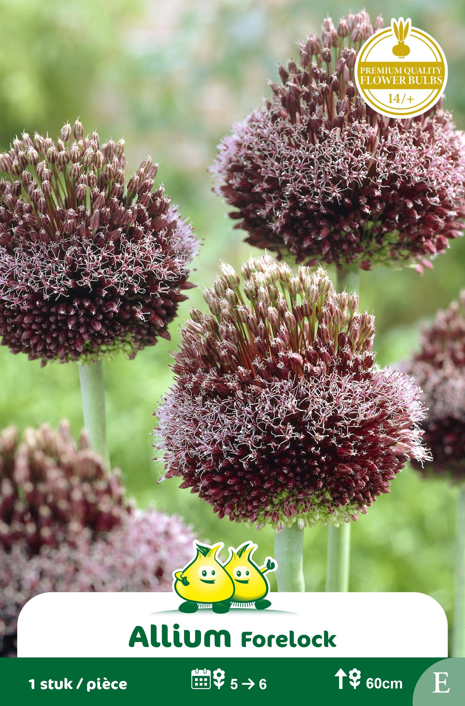 SACHET ALLIUM FORELOCK
