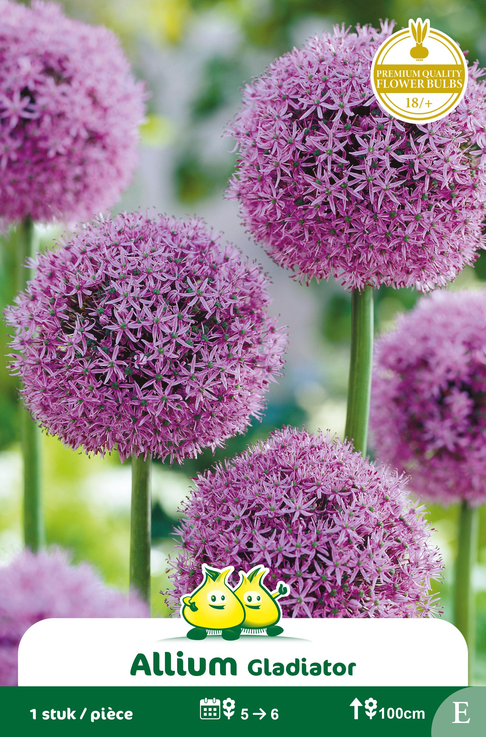 SACHET ALLIUM GLADIATOR