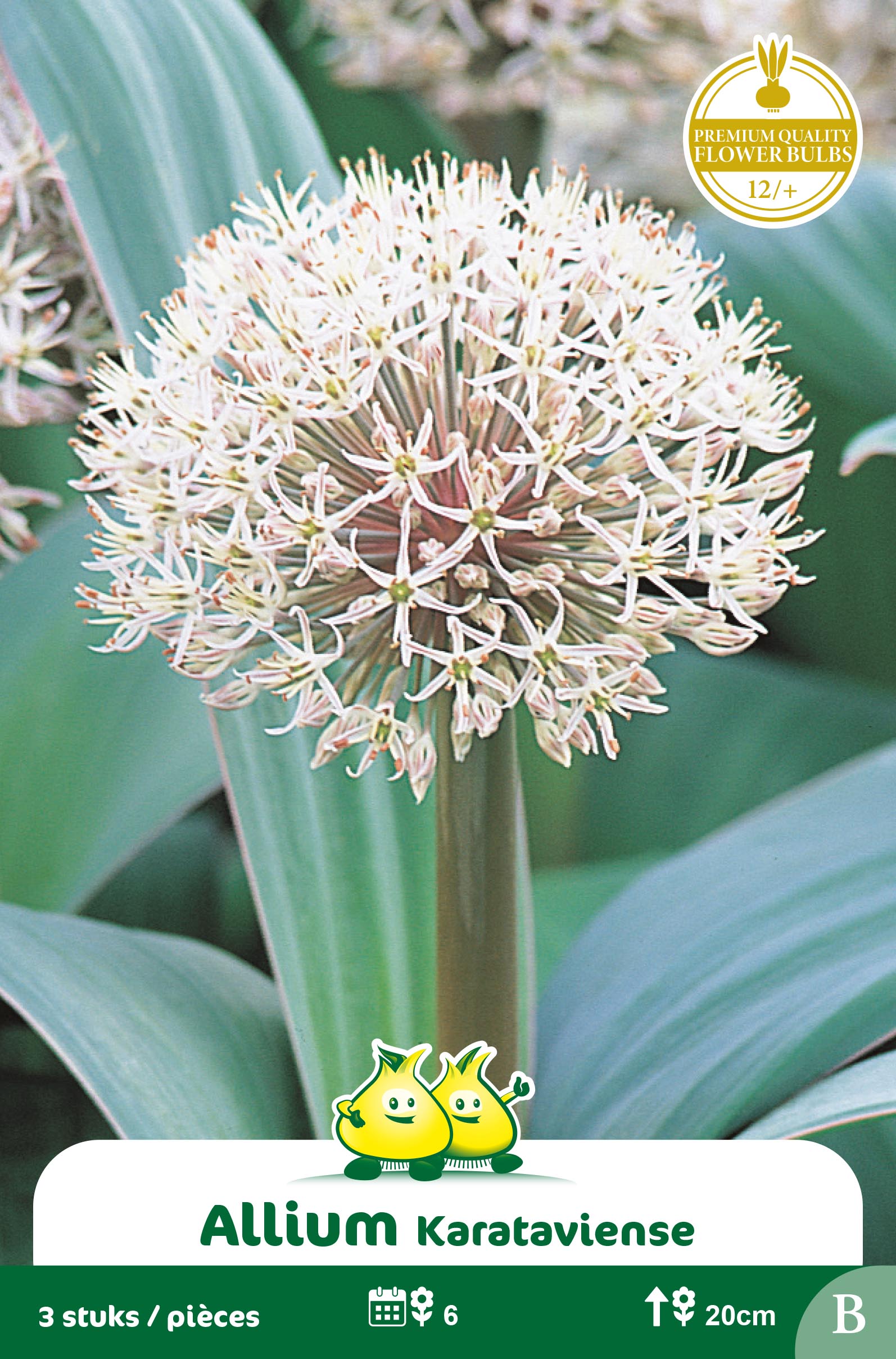 SACHET ALLIUM KARATAVIENE B
