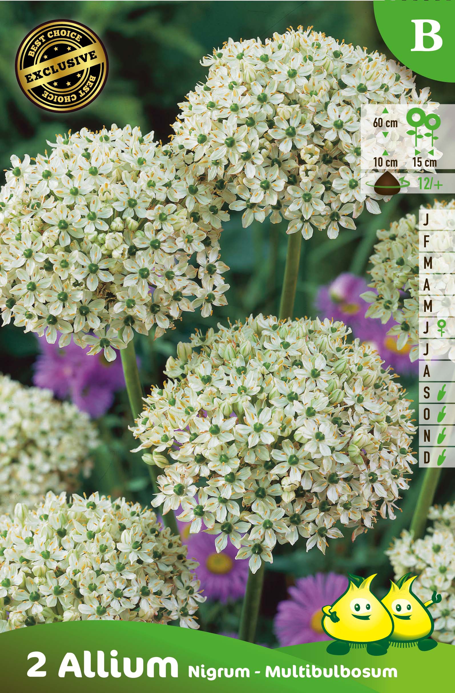 ZAKJES ALLIUM MULTIBULBOSUM B