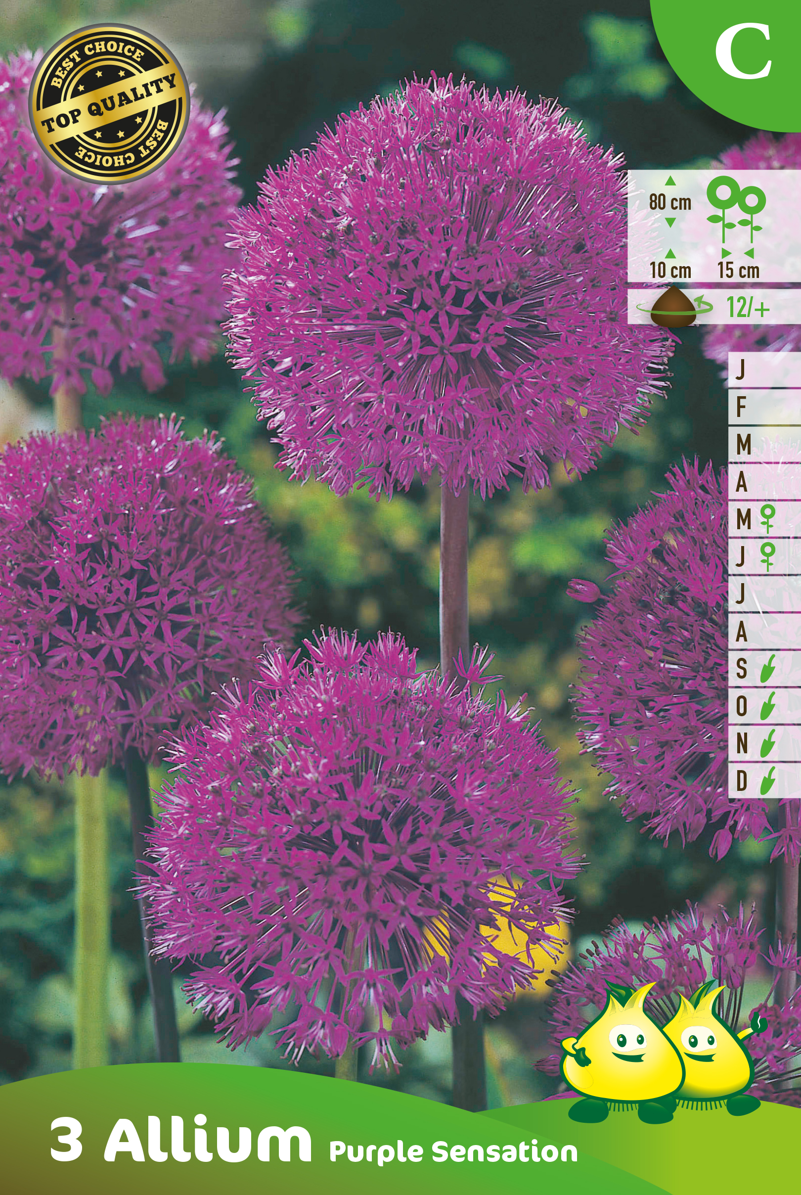 ZAKJES ALLIUM PURPLE SENSATION C