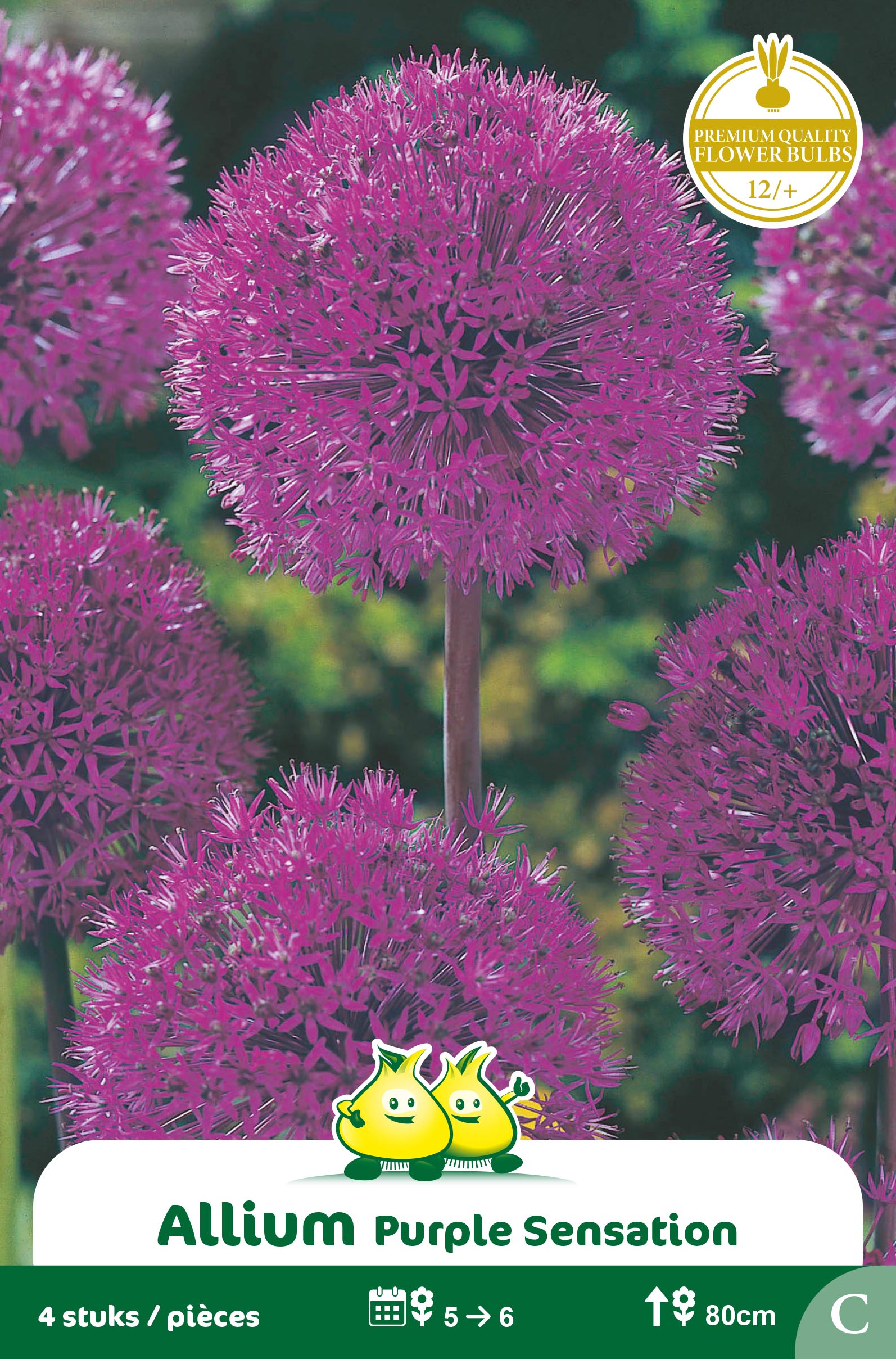 SACHET ALLIUM PURPLE SENSATION C