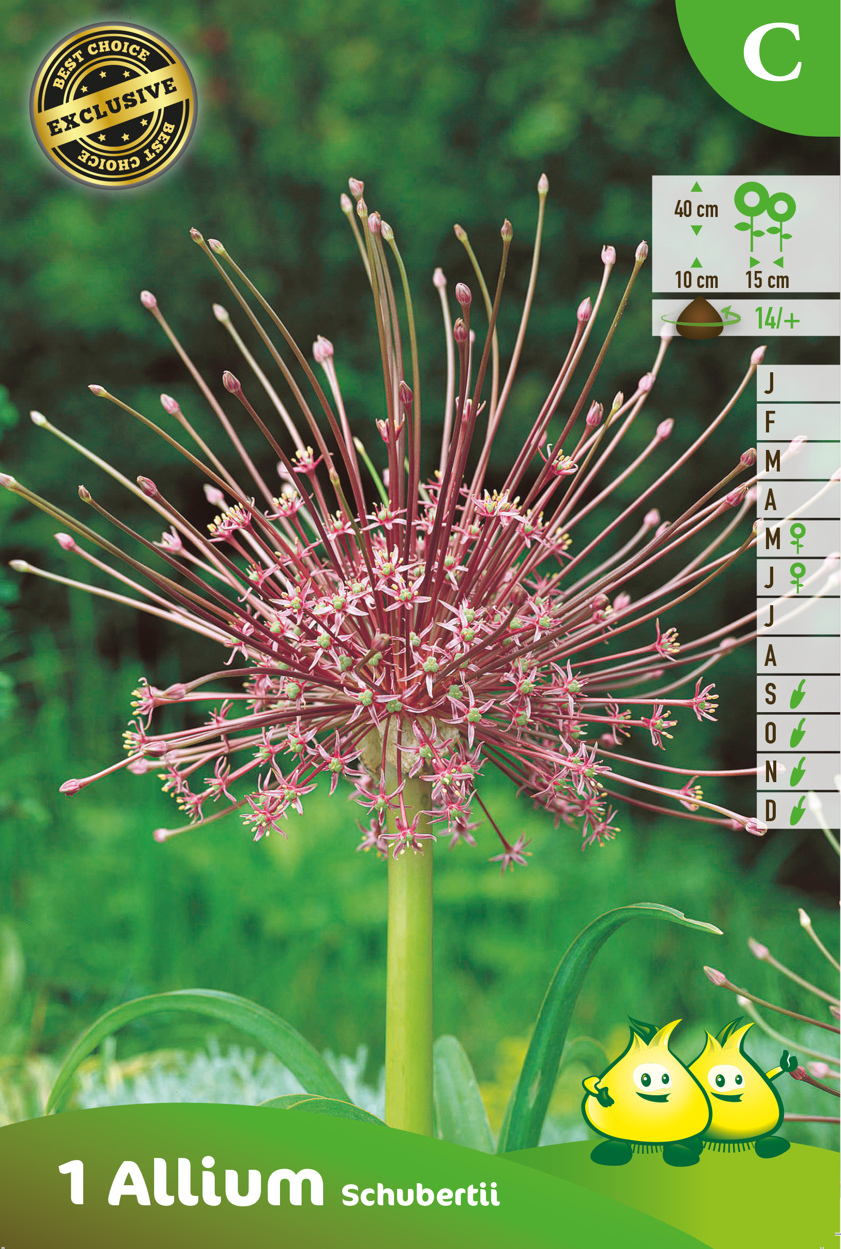 SACHET ALLIUM SCHUBERTII C