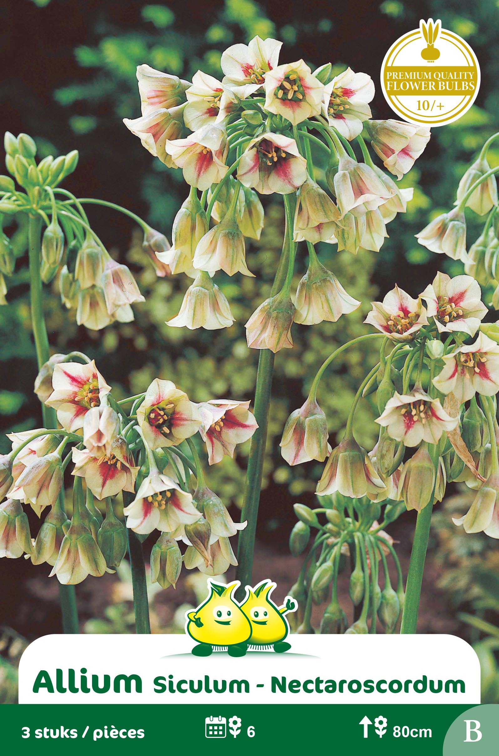 ZAKJES ALLIUM SICILUM B