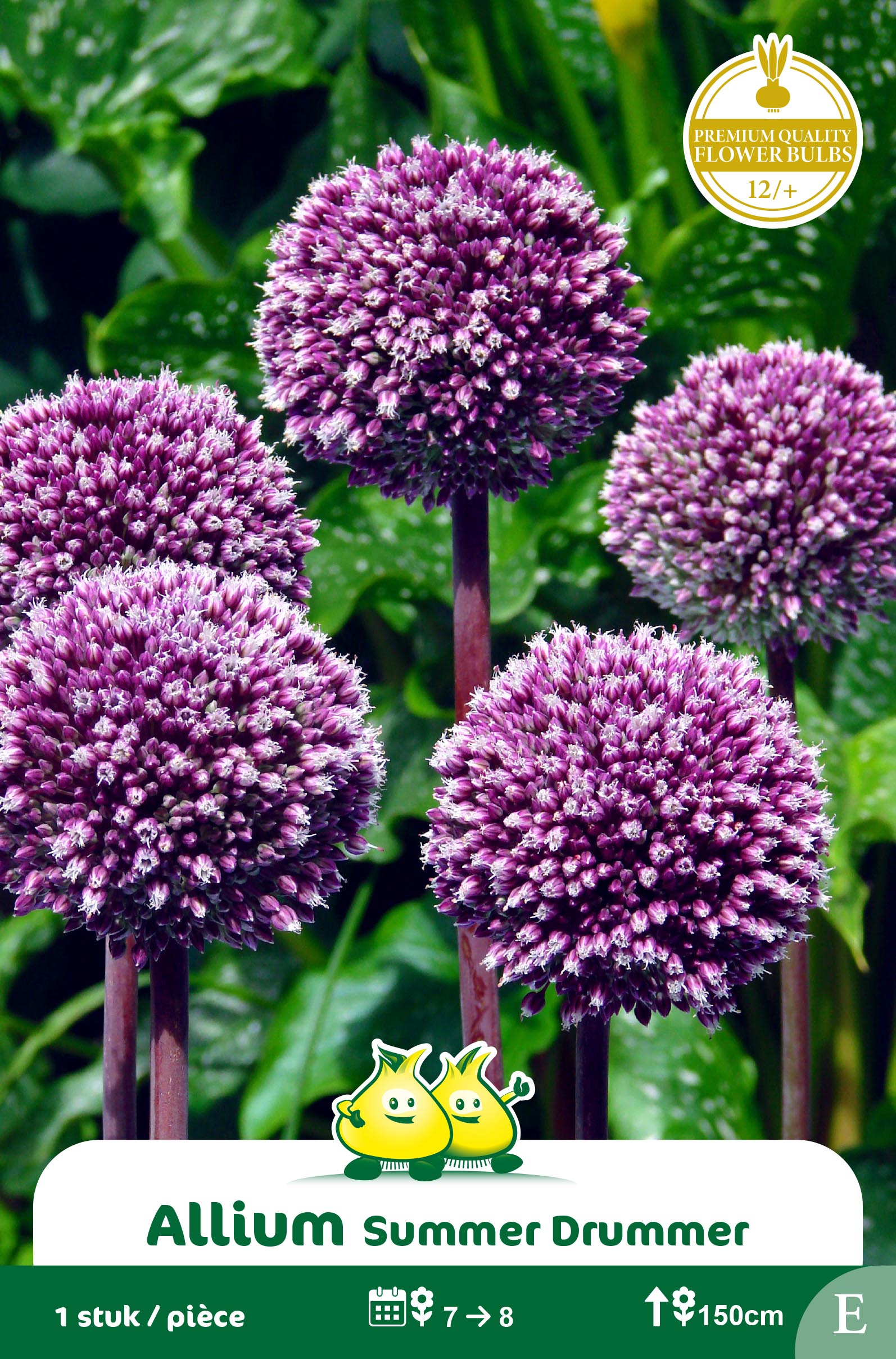 SACHET ALLIUM SUMMER DRUMMER F