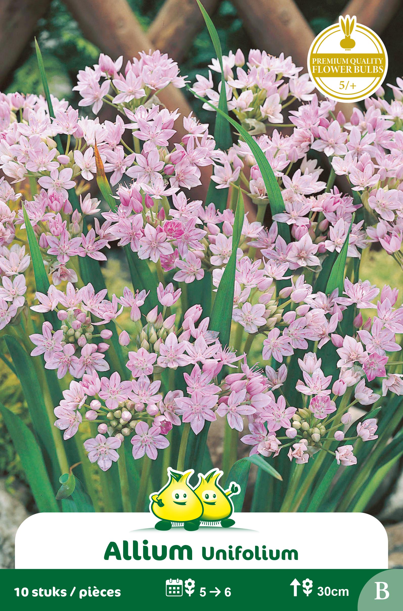 ZAKJES ALLIUM UNIFOLIUM B