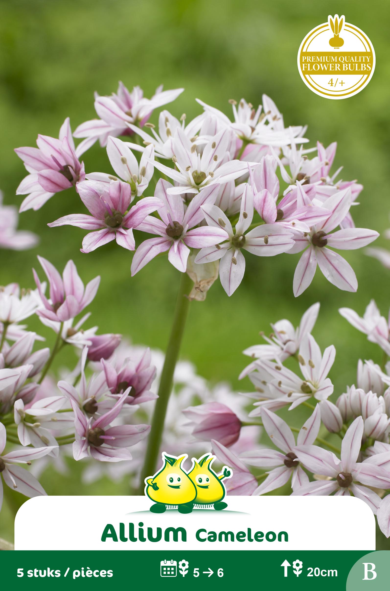 SACHET ALLIUM CAMELEON B