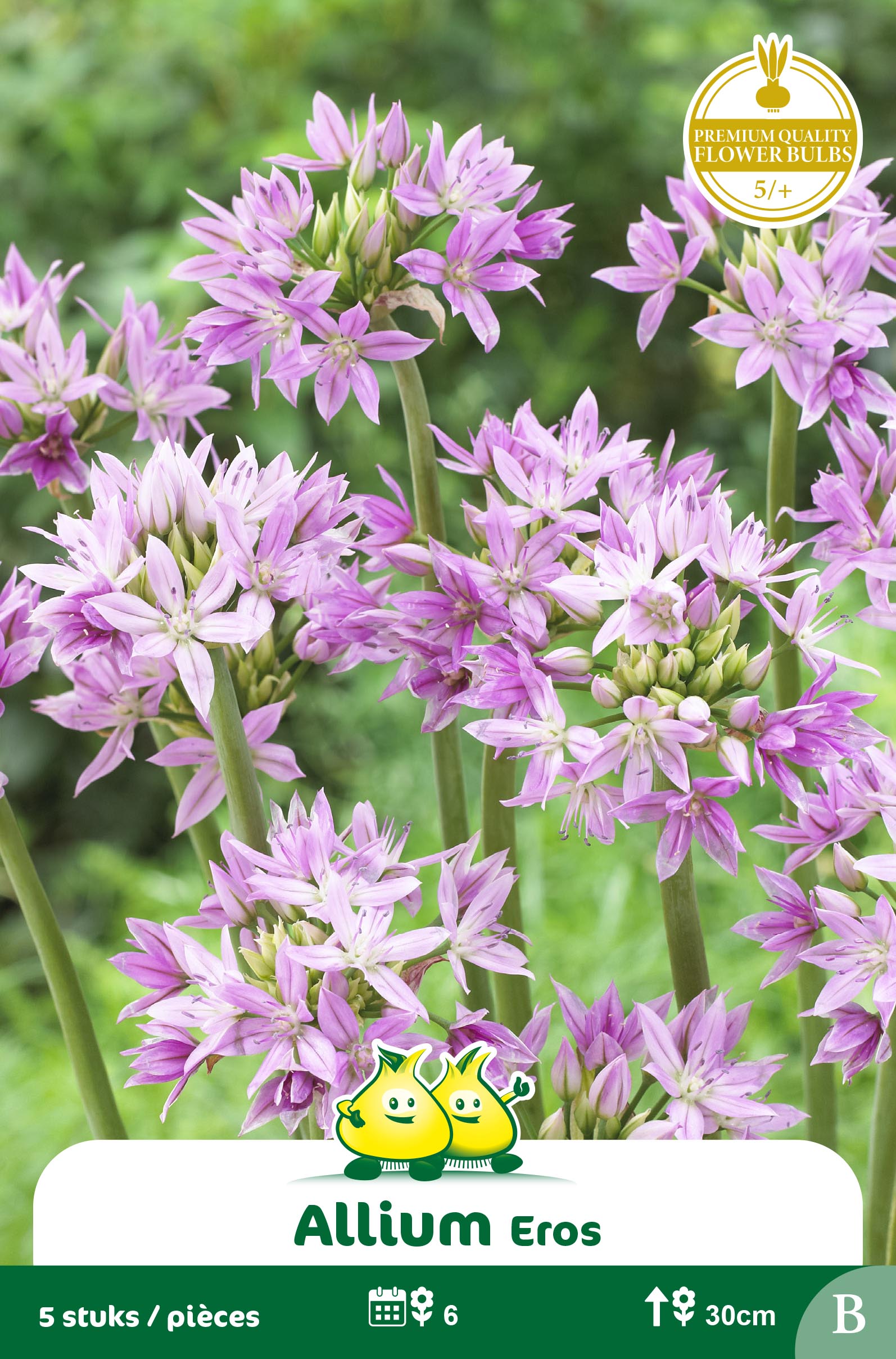SACHET ALLIUM EROS B