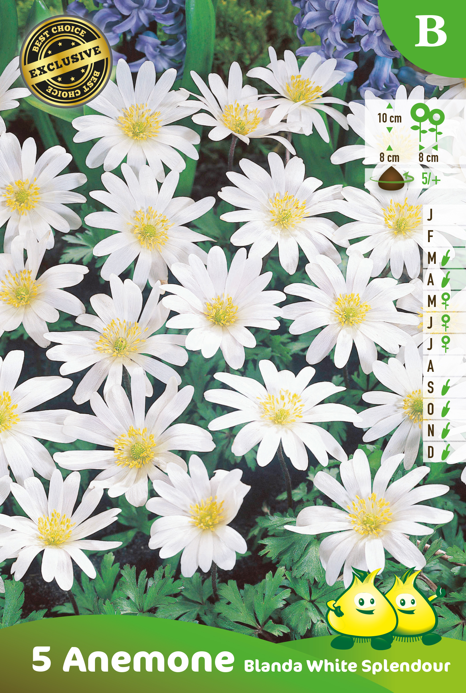 SACHET ANEMONE BLANDA WHITE SPLENDOUR B