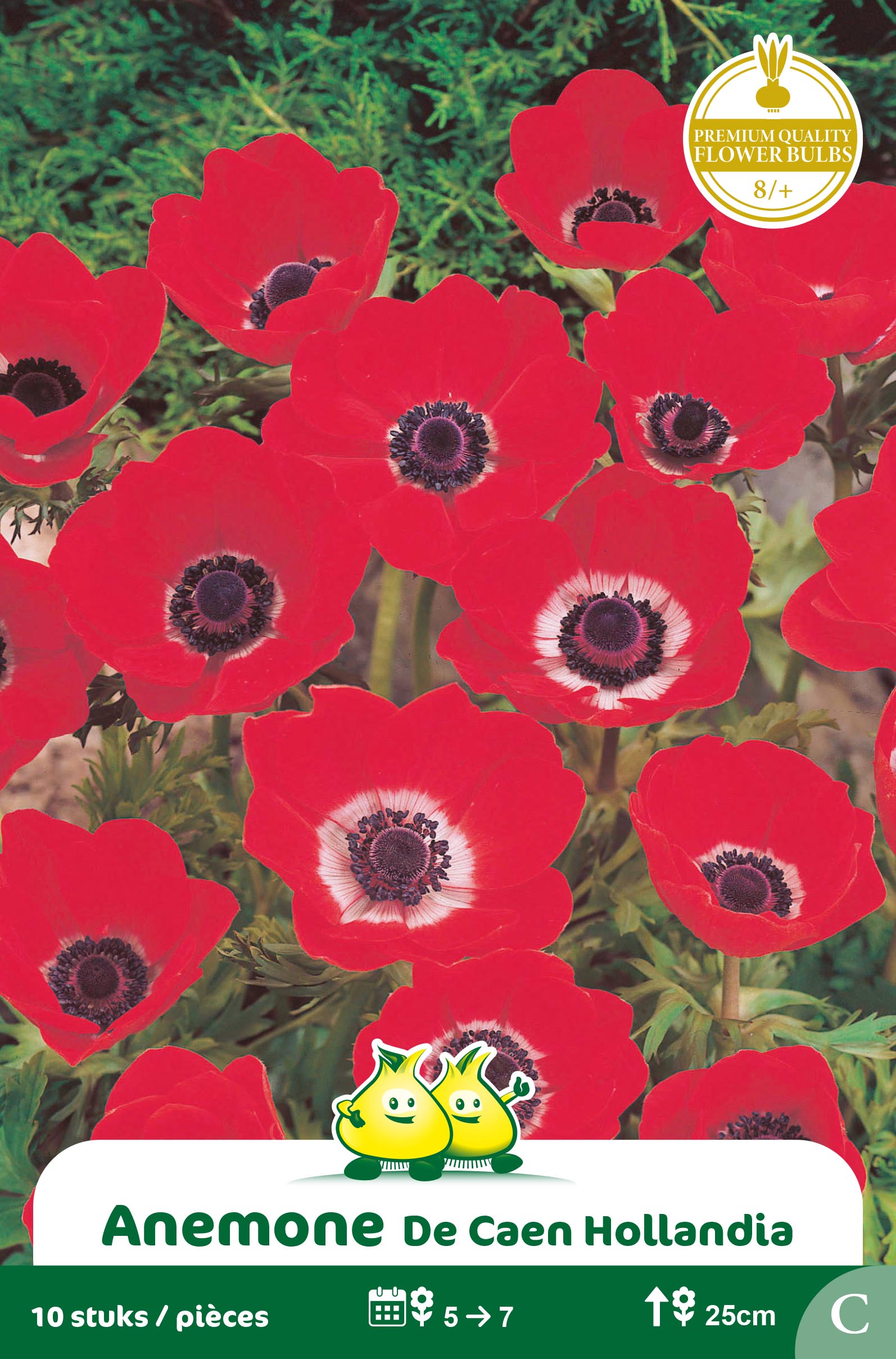 ZAKJES ANEMONE DE CAEN HOLLANDIA B
