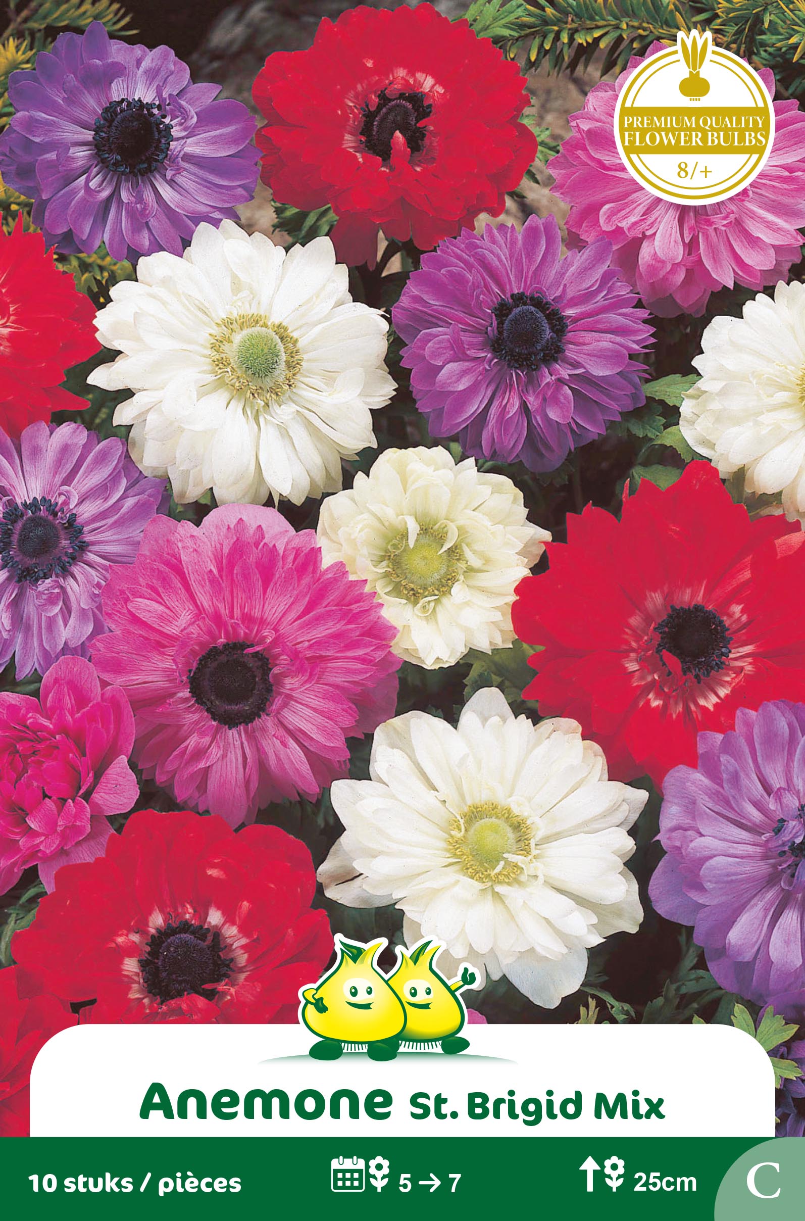ZAKJES ANEMONE ST BRIGID MIX B