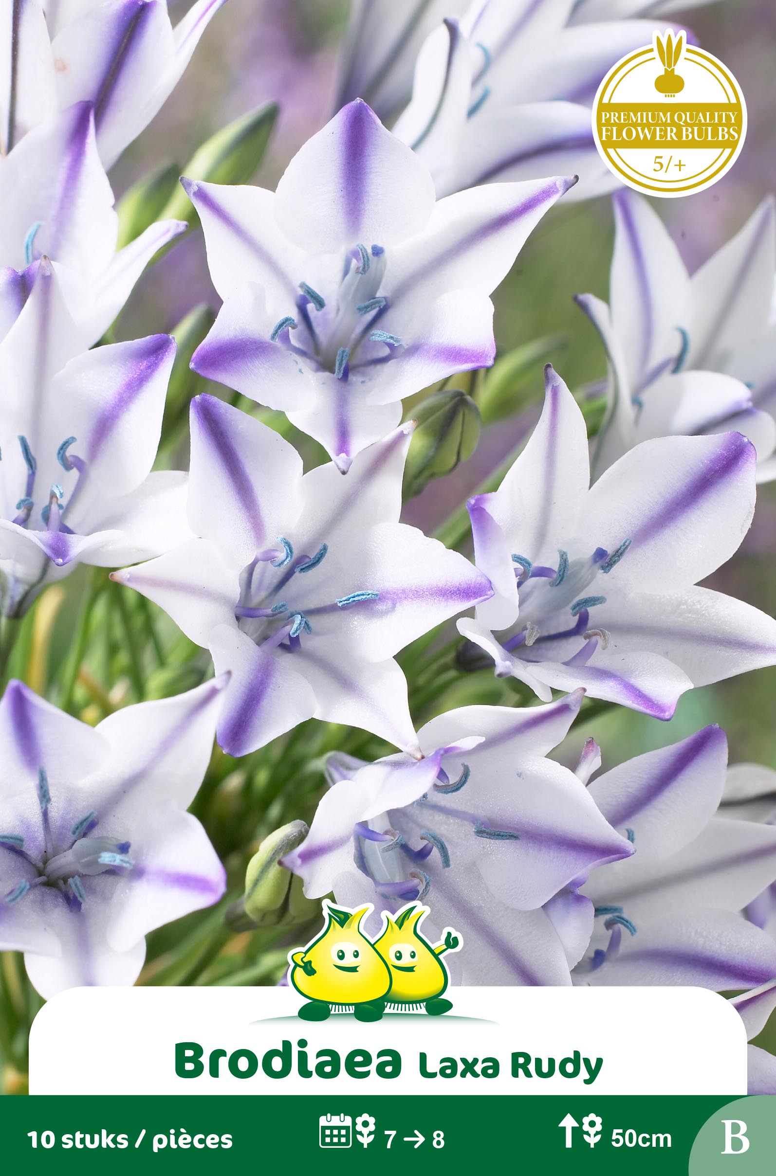 ZAKJES BRODIAEA LAXA RUDY