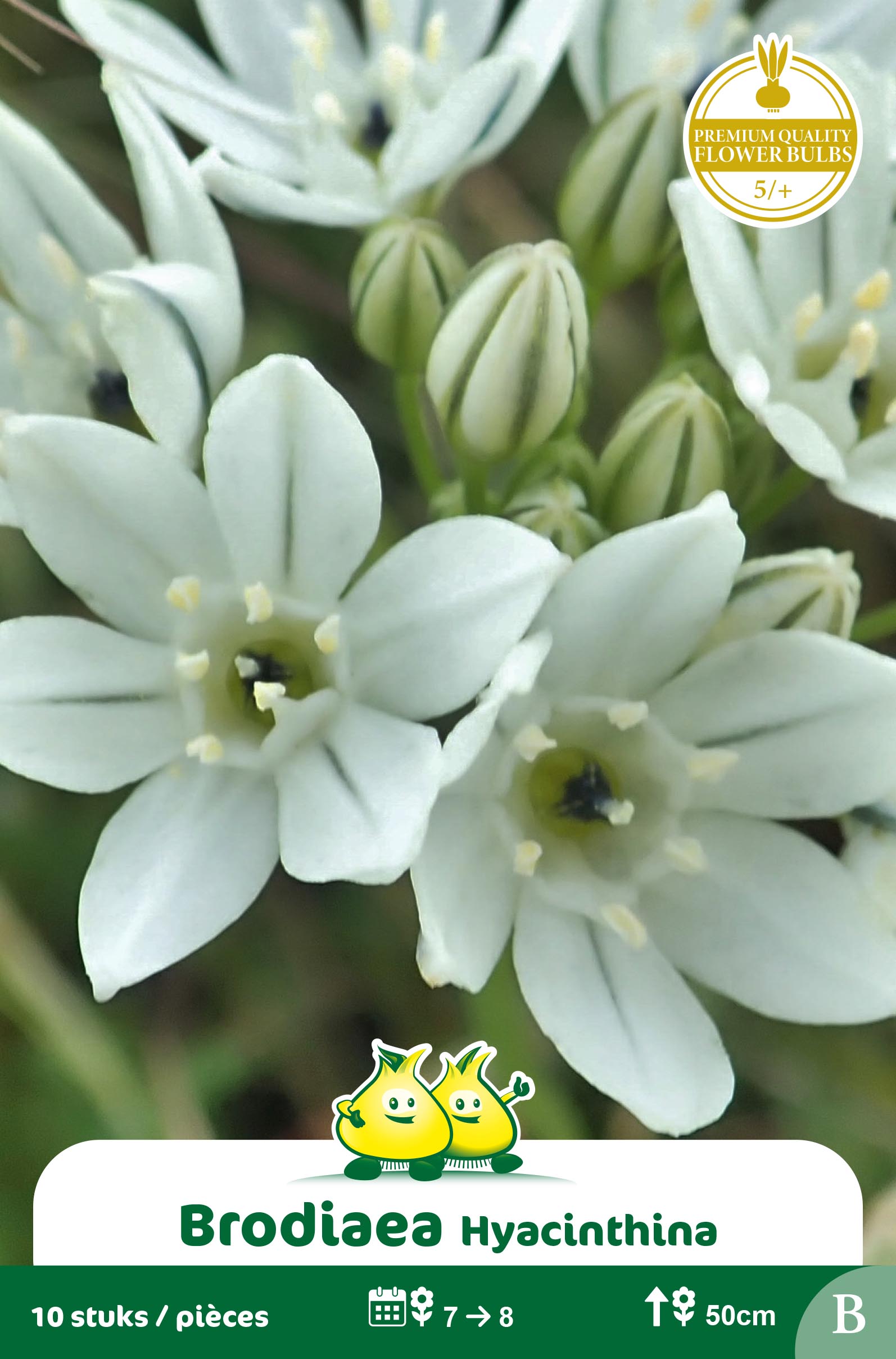 SACHET  BRODIAEA HYACINTHINA