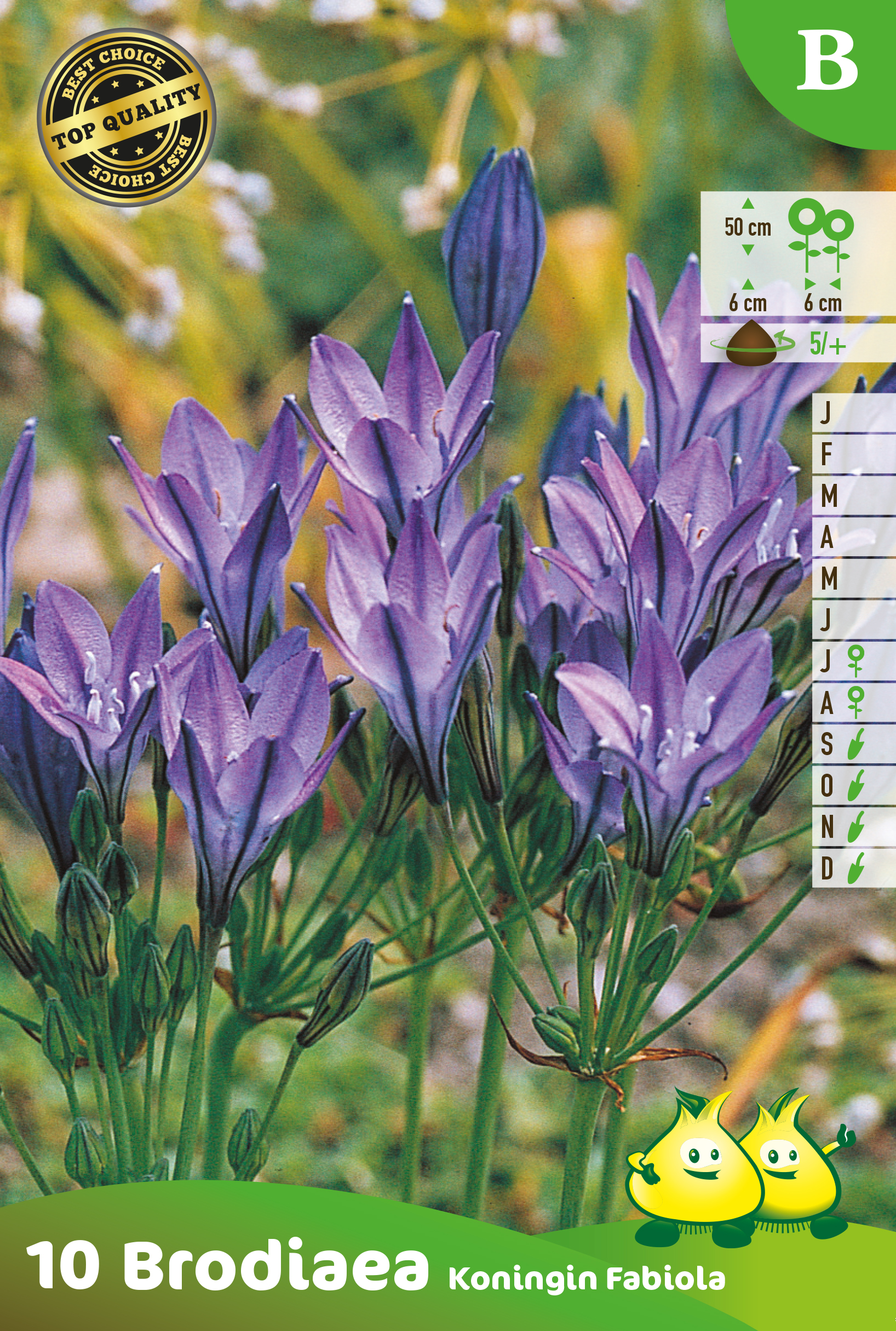 SACHET BRODIAEA KONINGIN FABIOLA