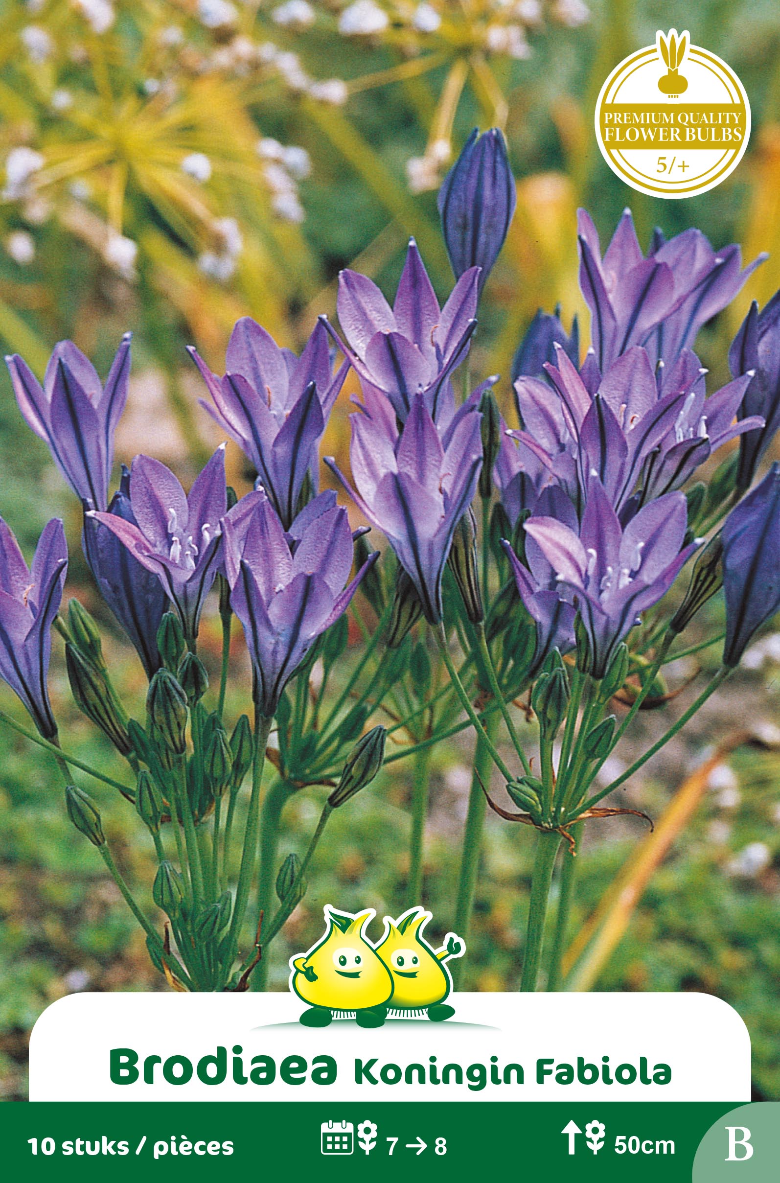SACHET BRODIAEA KONINGIN FABIOLA