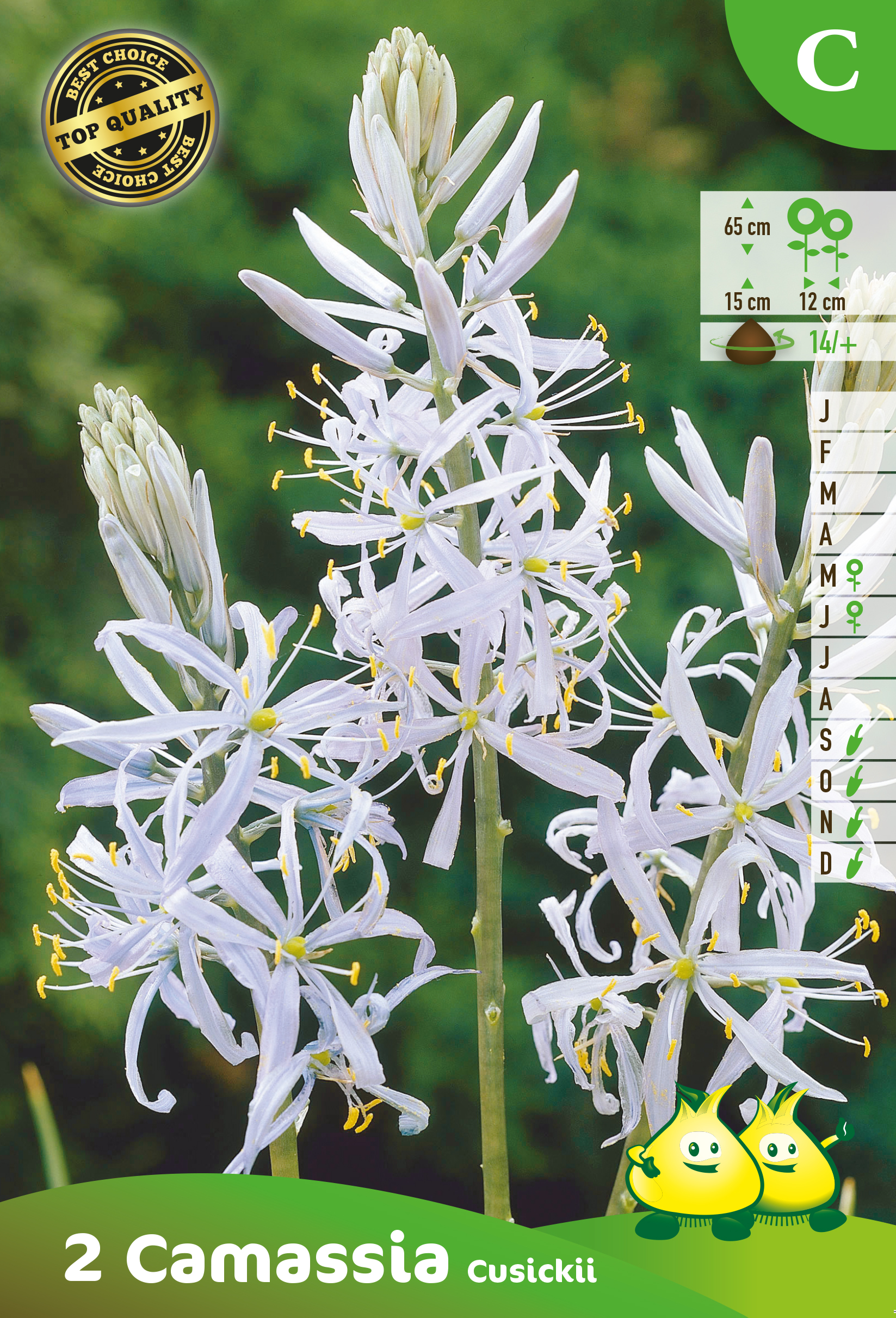 ZAKJES CAMASSIA CUSIKII C